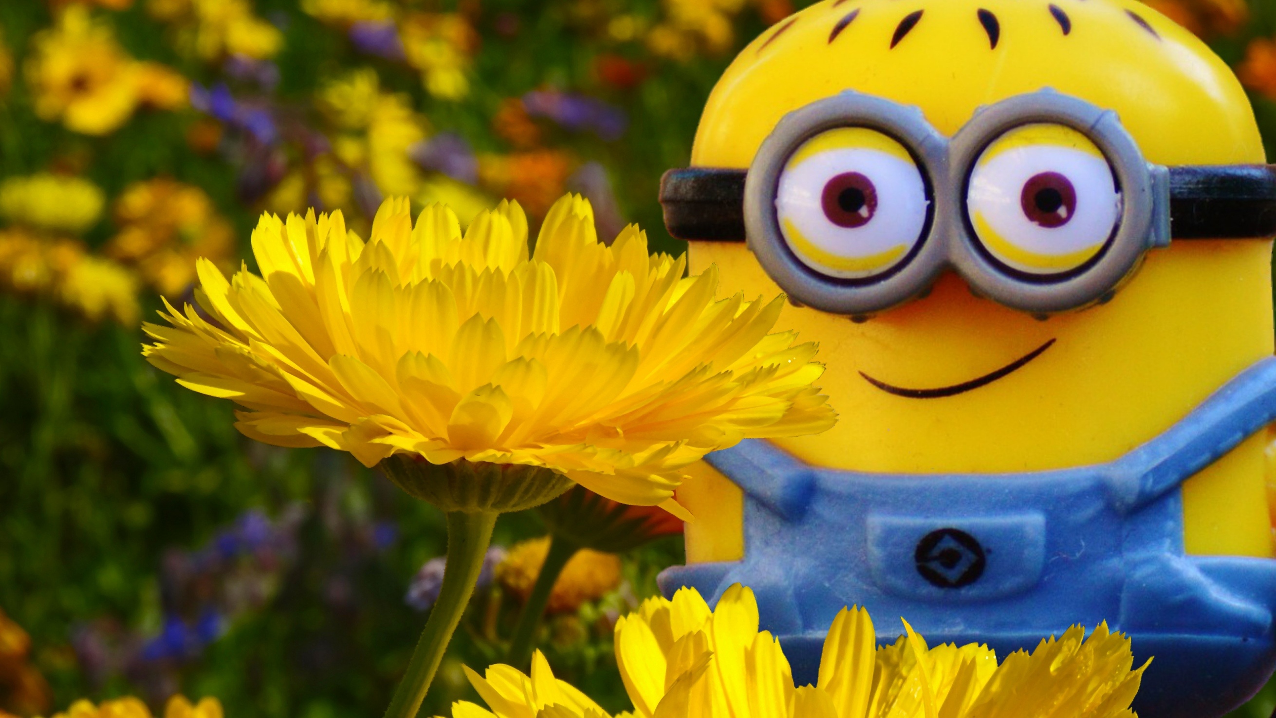 Free Image, grass, meadow, dandelion, flower, petal, spring, yellow, flora, sunflower, wildflower, flowers, close up, fun, figure, funny, minion, macro photography, flowering plant, daisy family, computer wallpaper, toy play 2621x1476