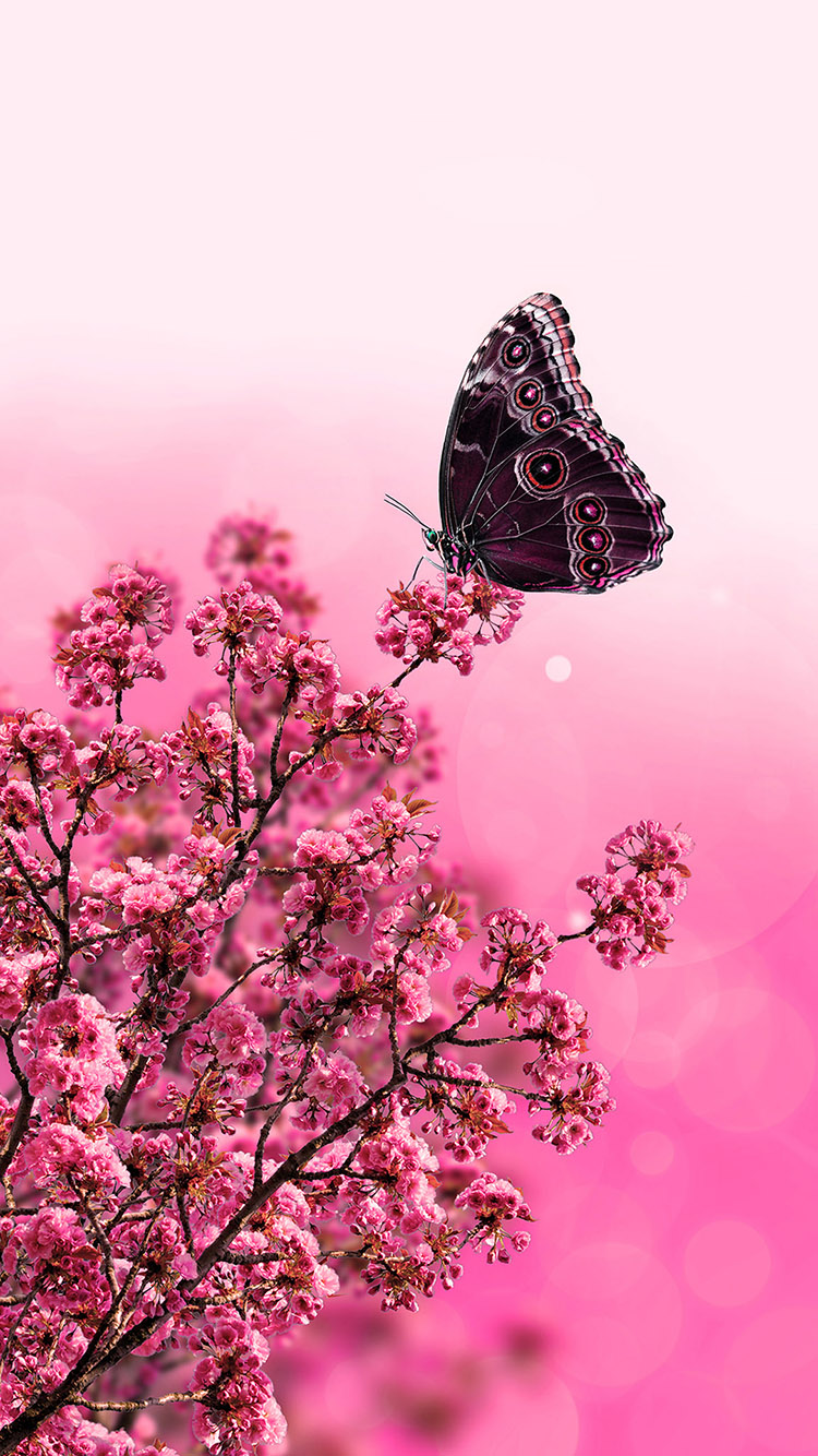 TAP AND GET FREE APP ⬆️ Butterfly with pink flowers wallpaper for iPhone 6 from Everpix app!. Nature iphone wallpaper, Nature wallpaper, Flower iphone wallpaper