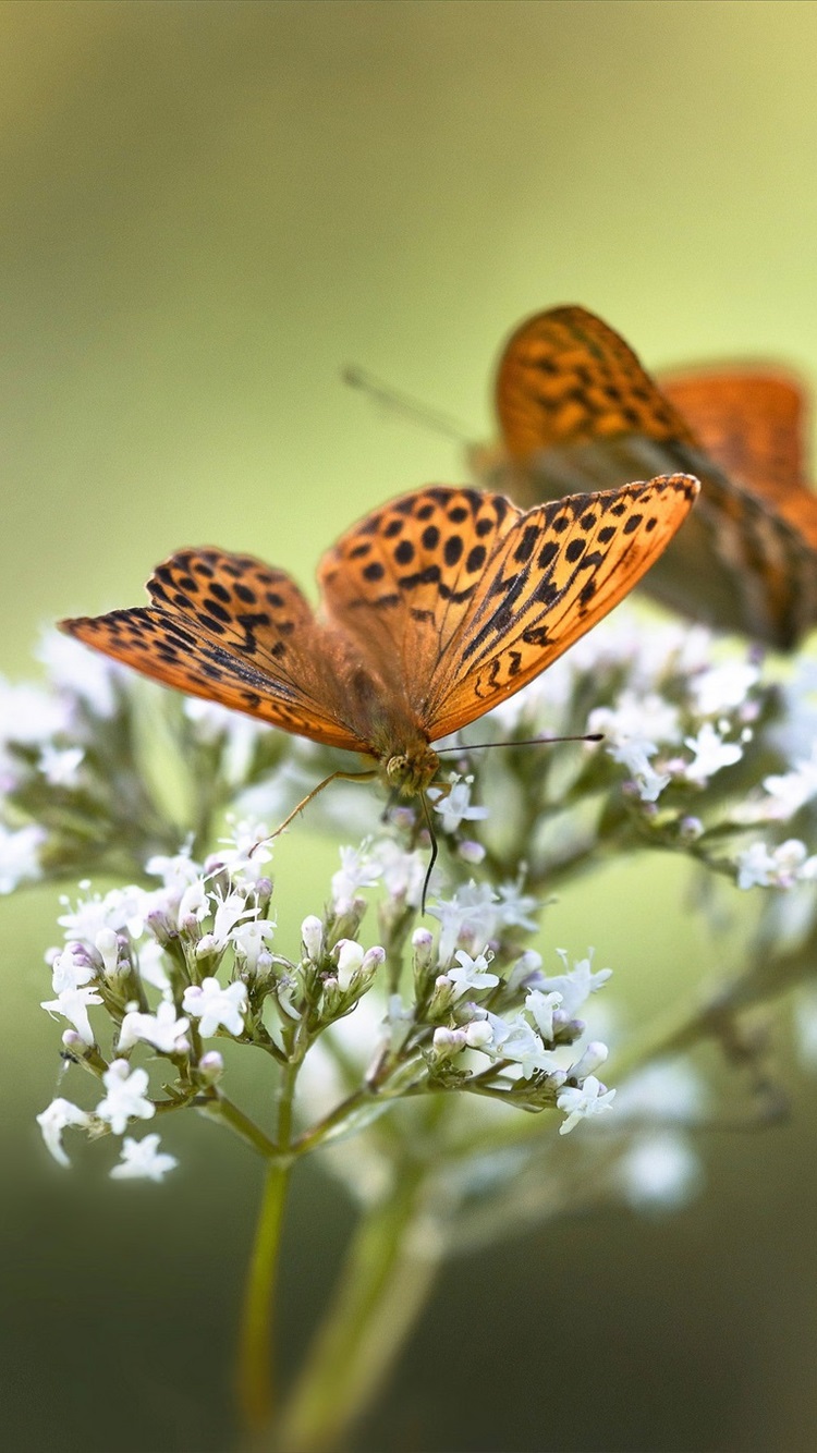 Butterfly, White Little Flowers, Spring 750x1334 IPhone 8 7 6 6S Wallpaper, Background, Picture, Image