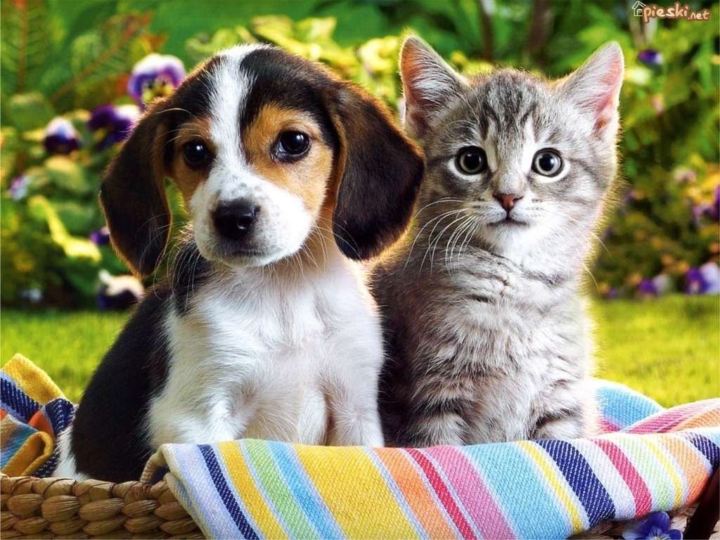 DOG WITH A CAT
