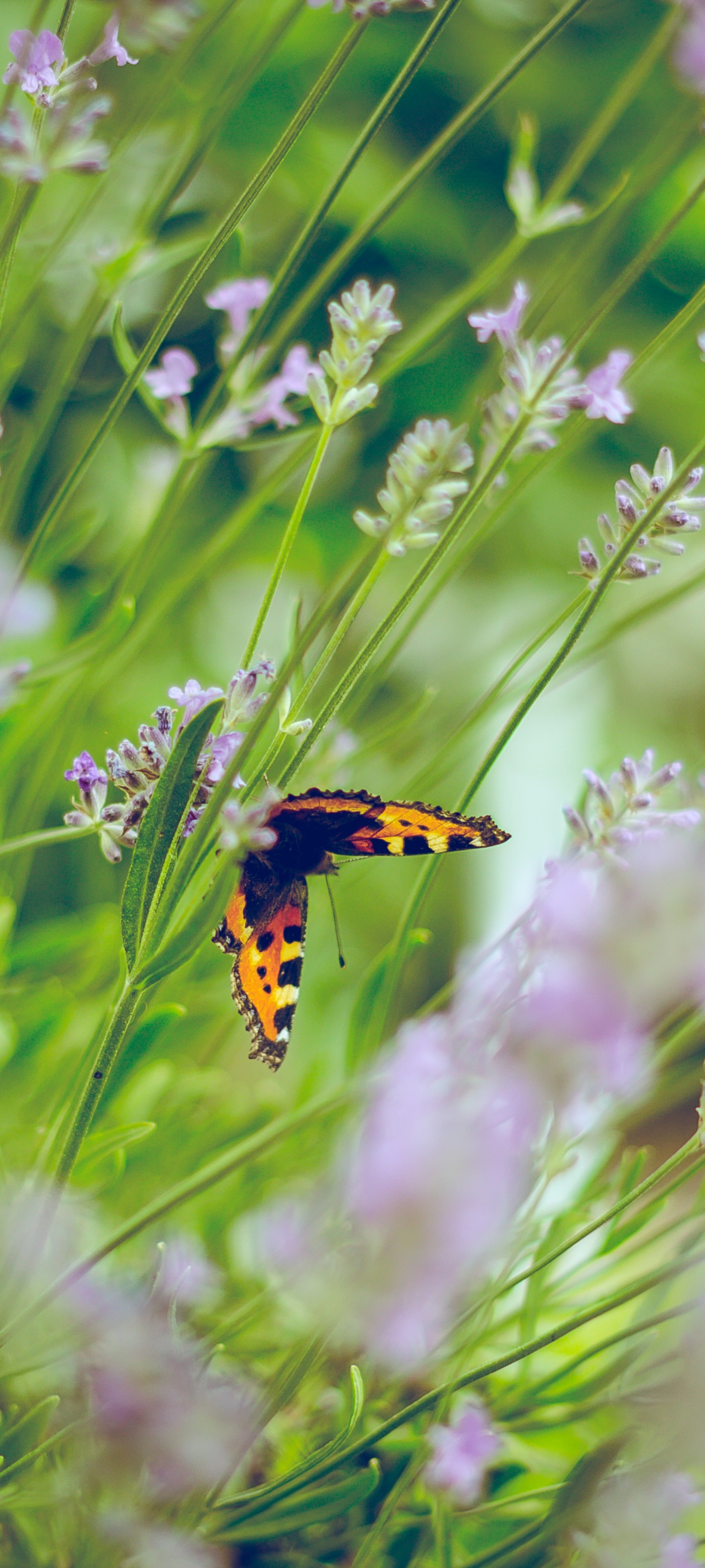 Wallpaper / Animal Butterfly Phone Wallpaper, Flower, Insect, 1440x3200 free download