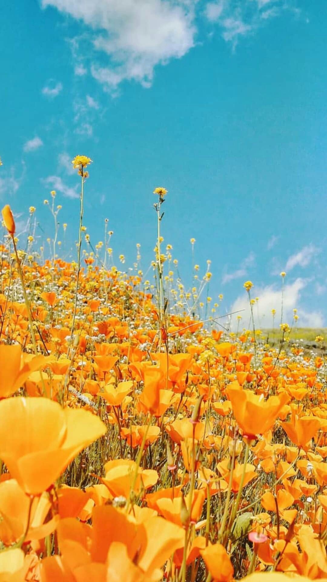 Wallpaper ID 462446  Earth Poppy Phone Wallpaper Flower Nature Yellow  Flower Summer Closeup 720x1280 free download