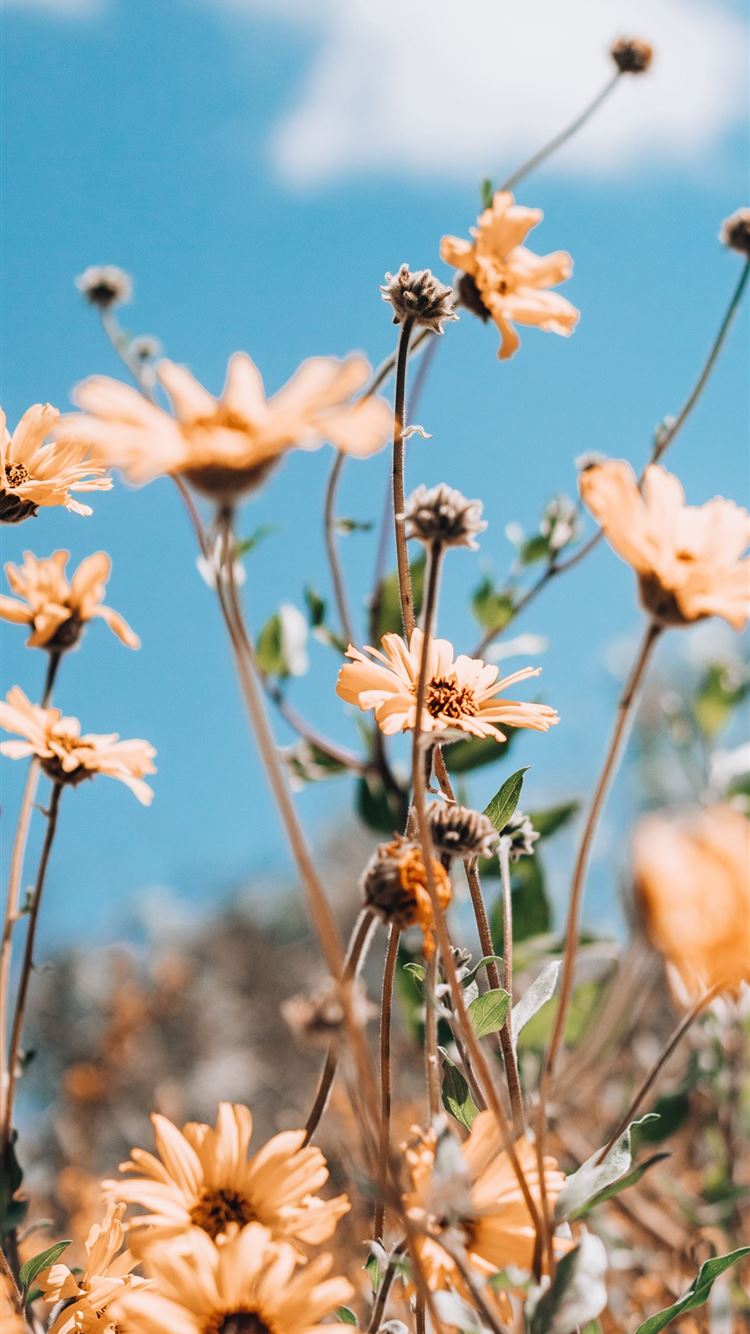 Latest California iPhone 8 HD Wallpaper