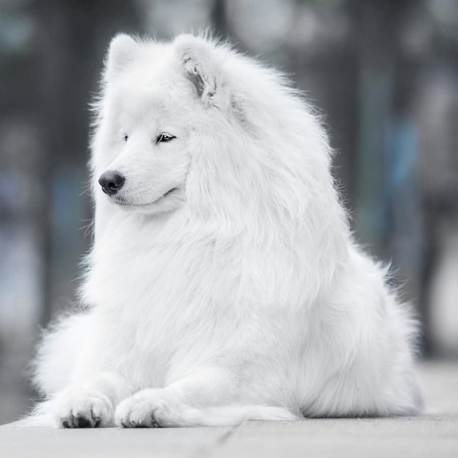 Veterinary Wellness Exams in Weldon Spring. Cat & Dog Checkups