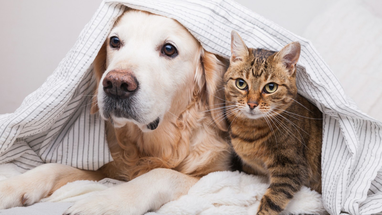 Mistakes to Avoid When Introducing Cats and Dogs