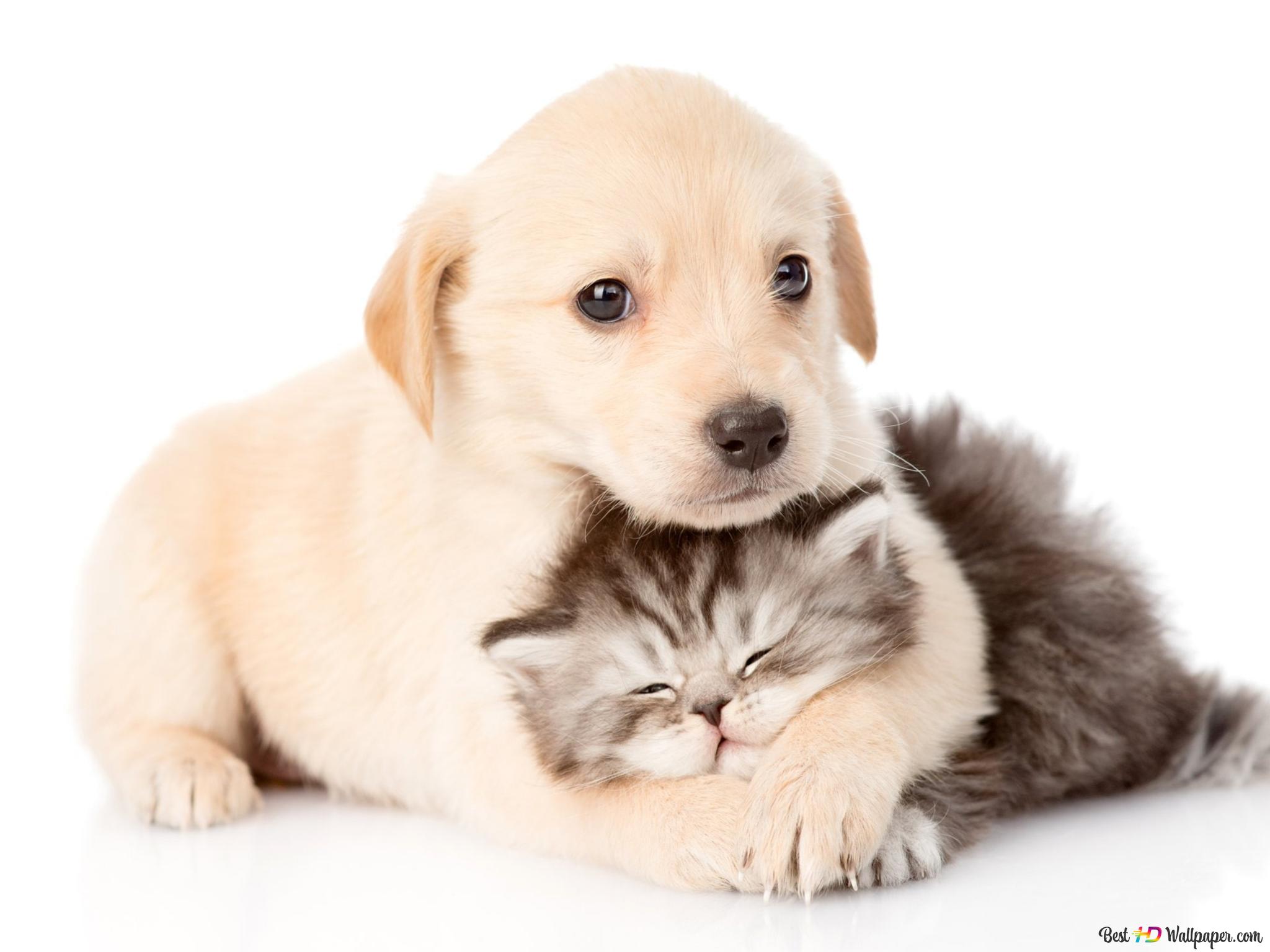 Animal, cat and dog 2K wallpaper download