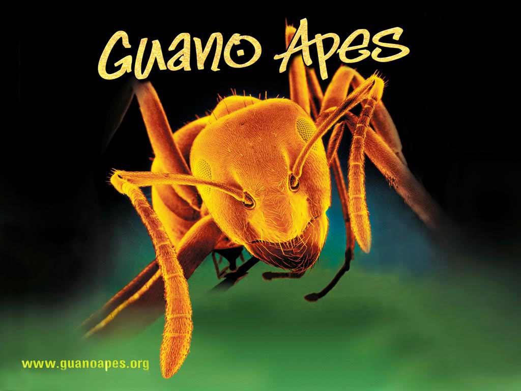 Guano Apes 2. free wallpaper, music wallpaper, desktop backrgounds!