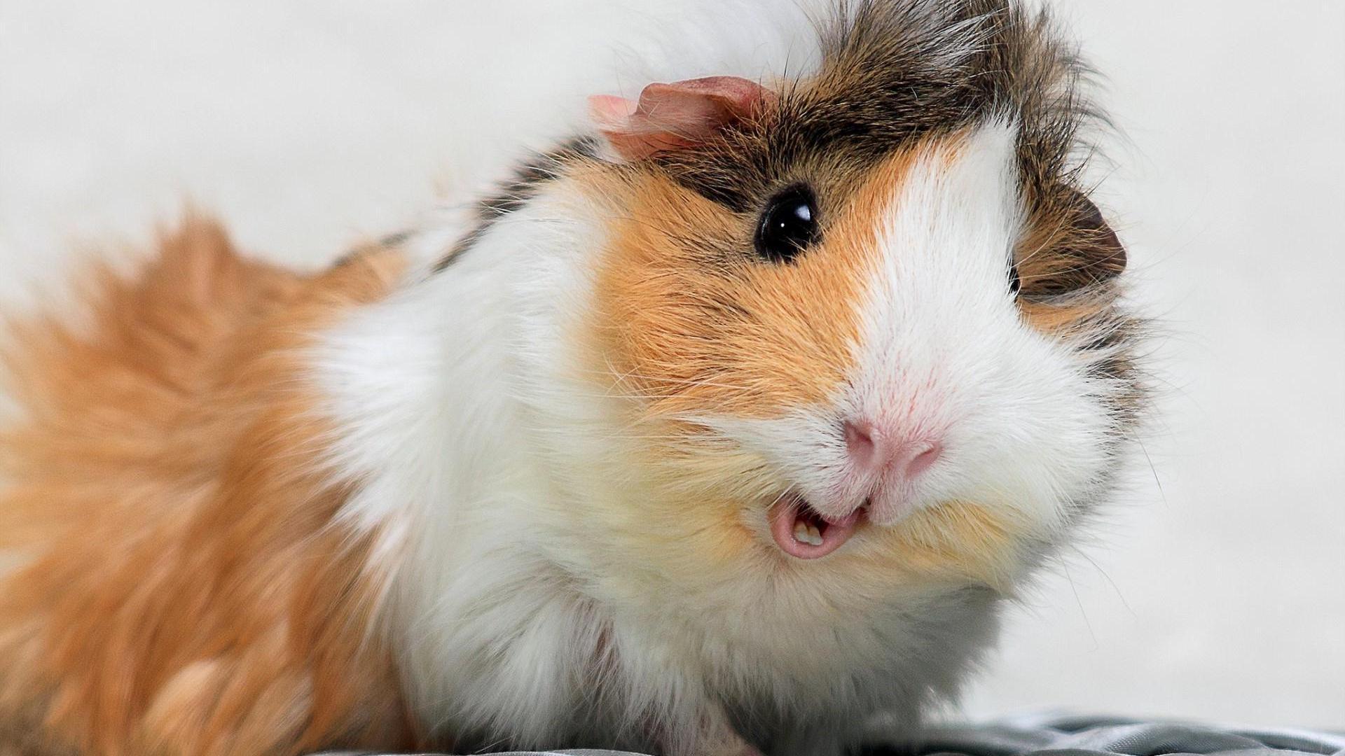 Funny Guinea Pig Wallpaper