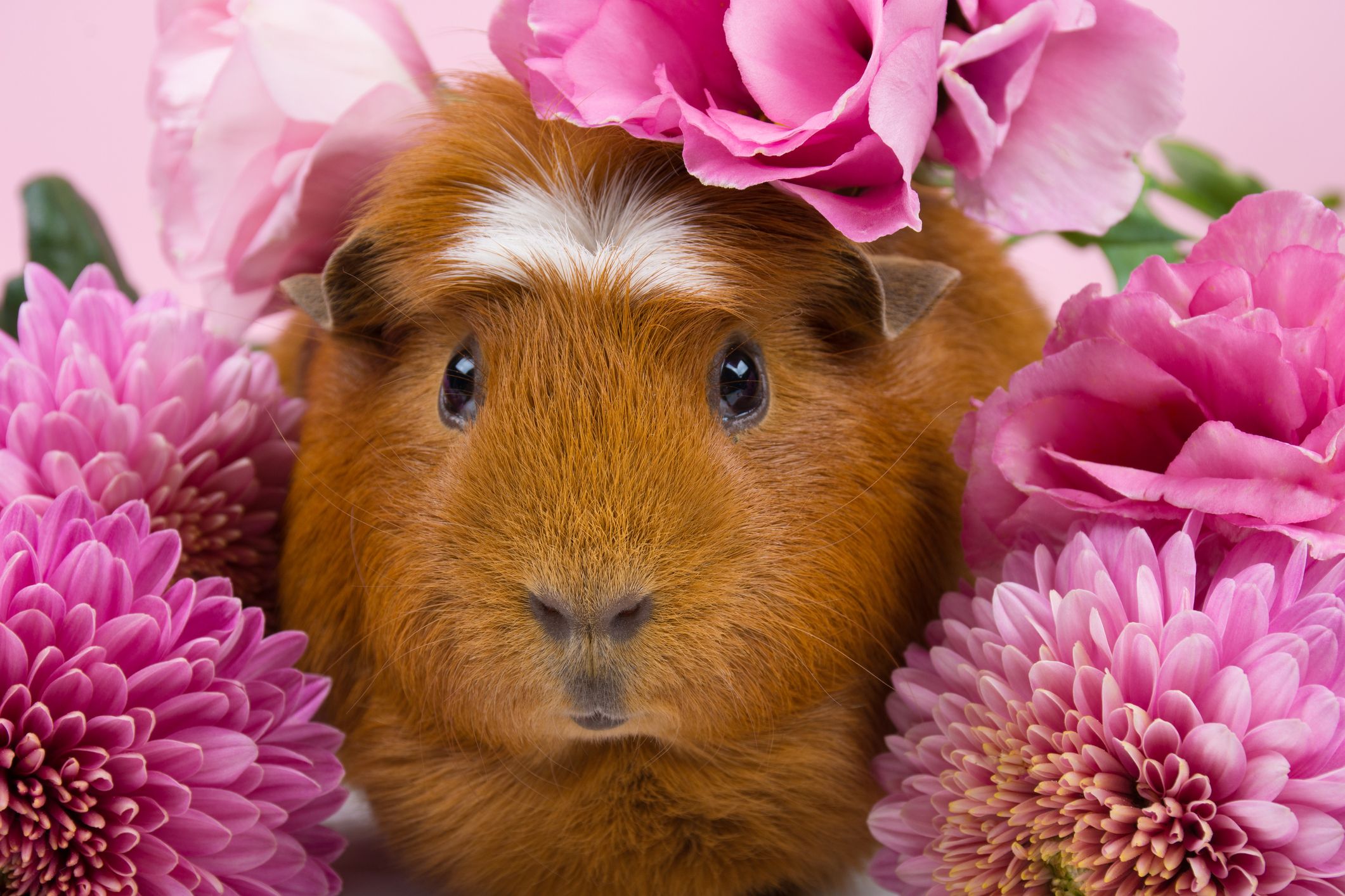Guinea Pig Breeds List Guide of All Guinea Pig Breeds