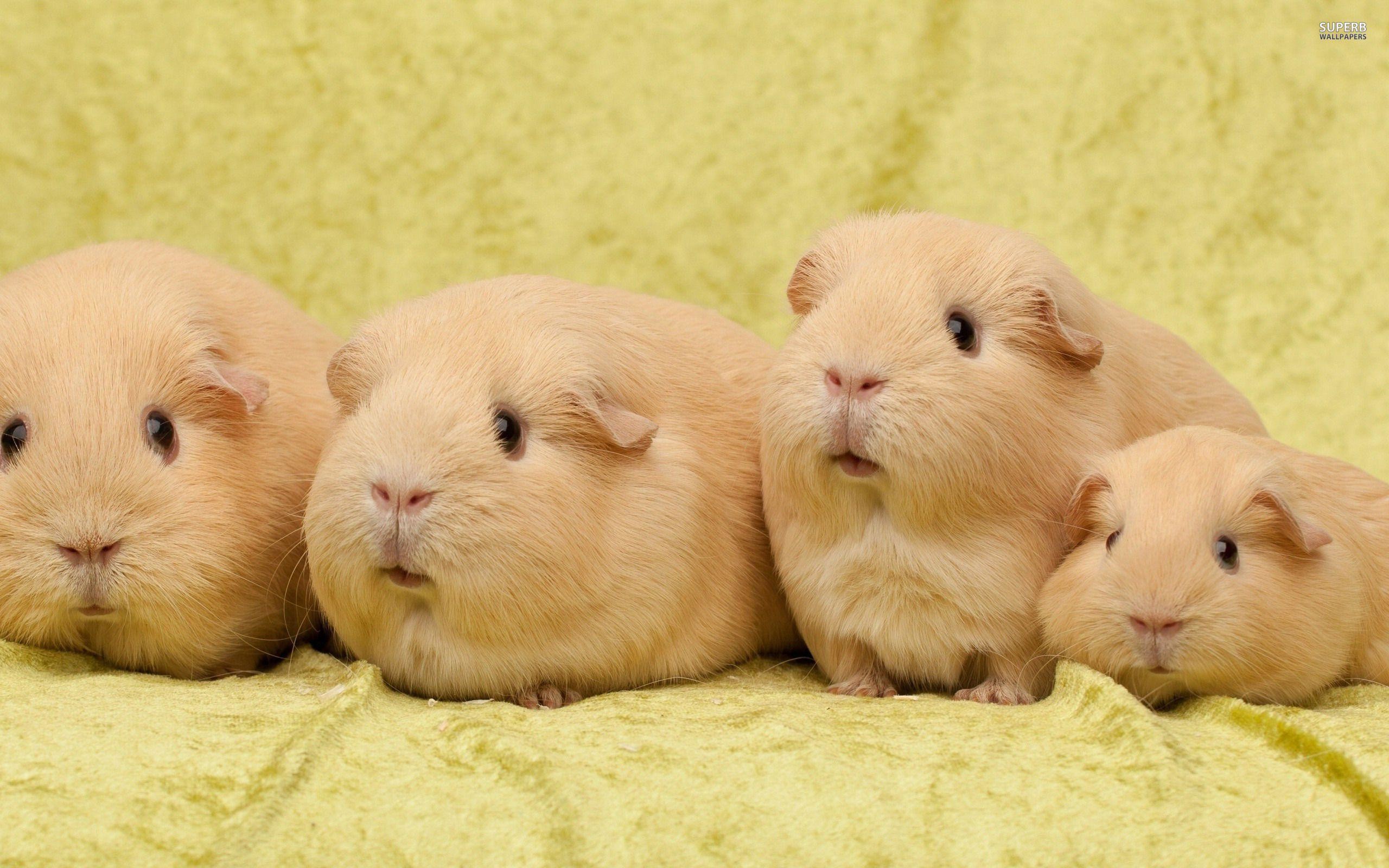 Guinea Pig Wallpaper