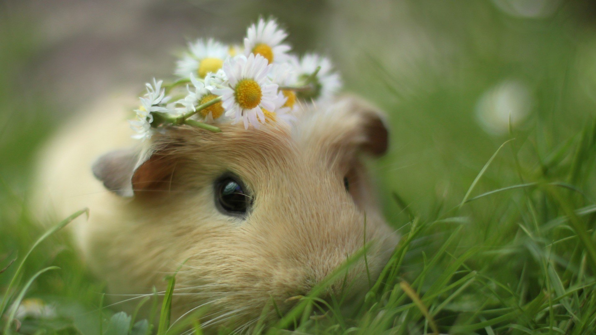 pet, Guinea pigs Wallpaper HD / Desktop and Mobile Background