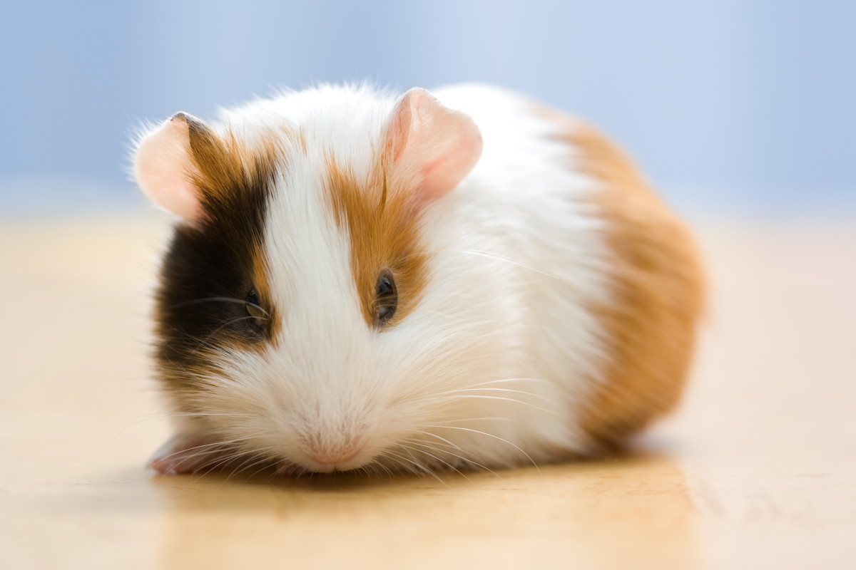 Cute and Funny Guinea Pig Names