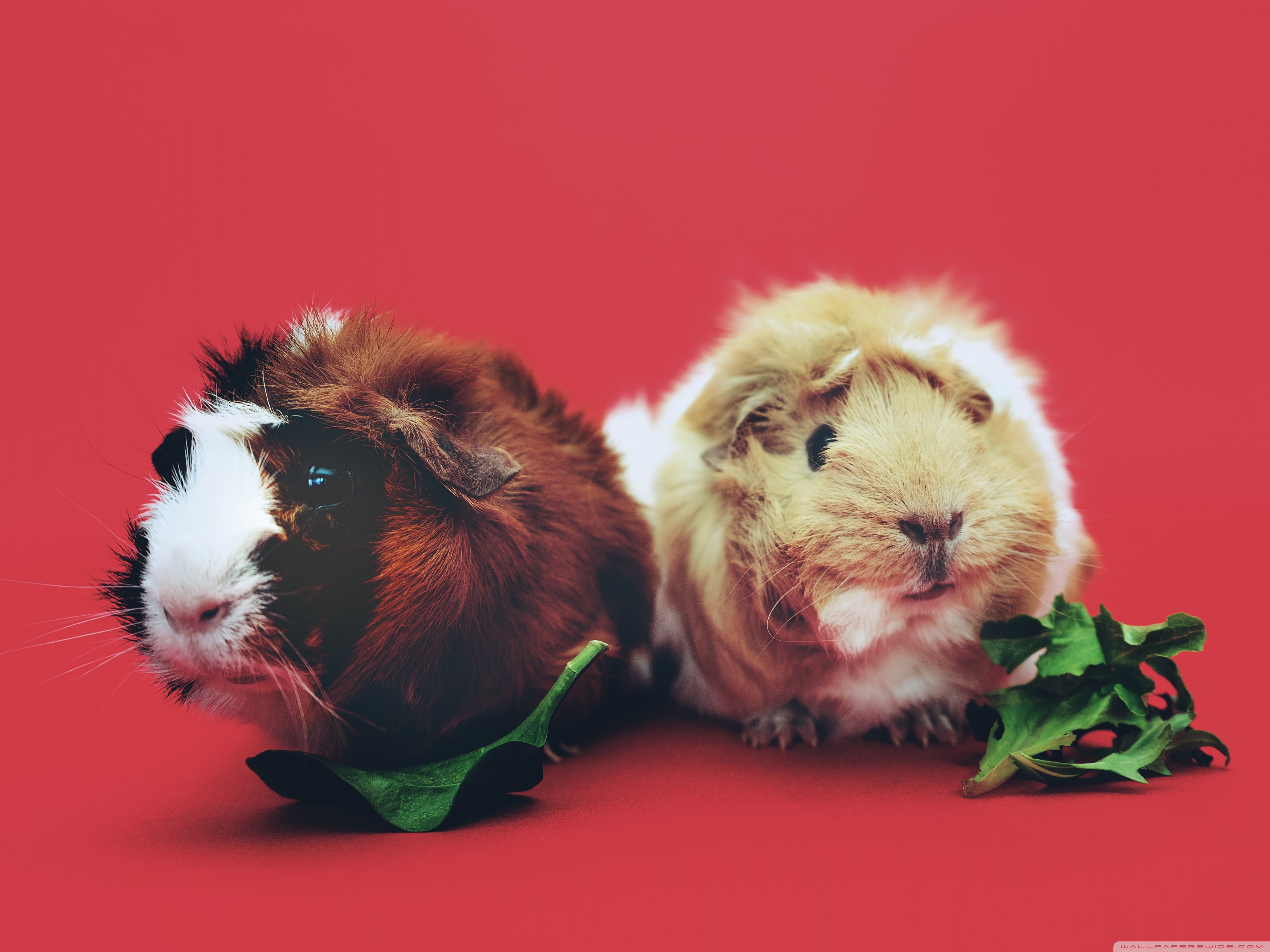 Cute Guinea Pigs Ultra HD Desktop Background Wallpaper for 4K UHD TV, Widescreen & UltraWide Desktop & Laptop, Tablet