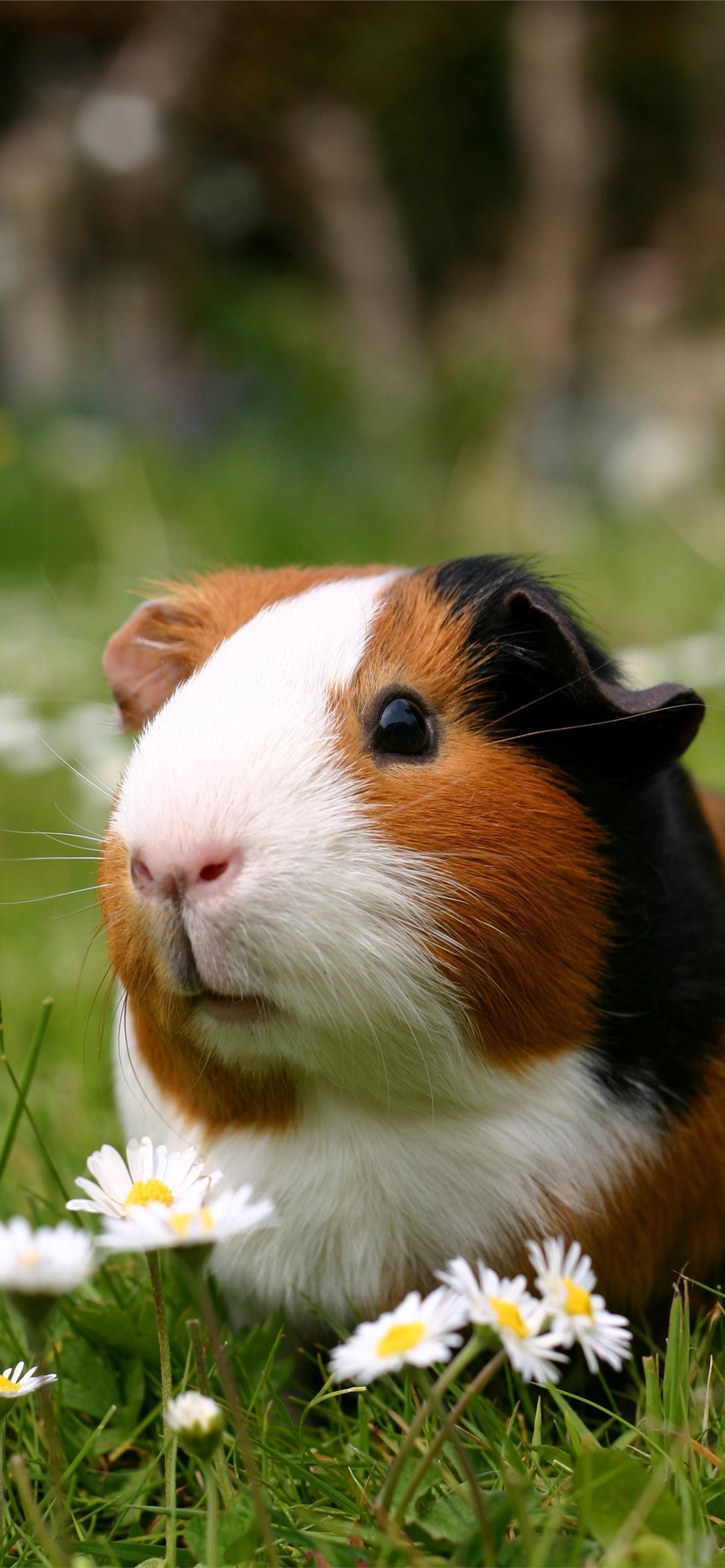 Best Guinea pigs iPhone HD Wallpaper