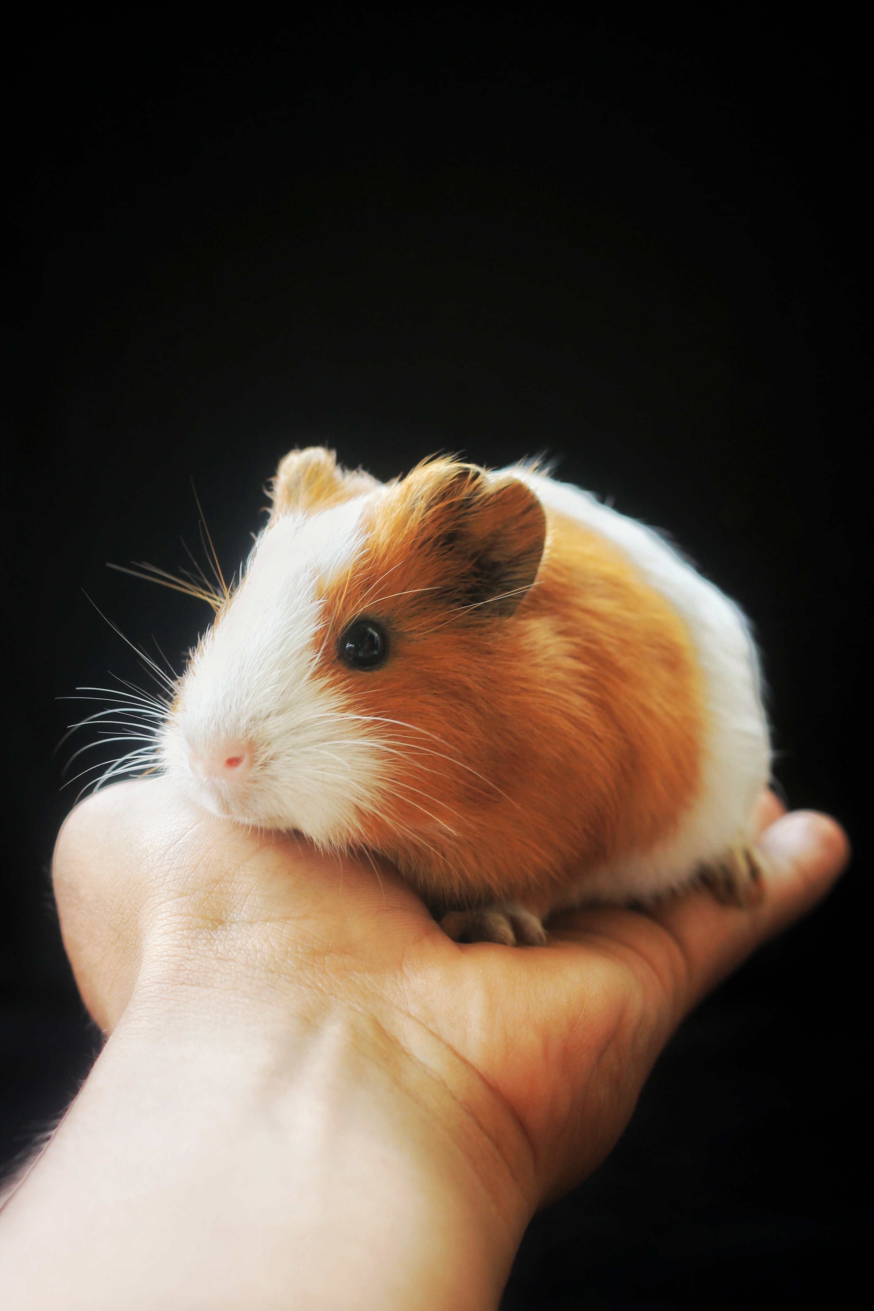 Guinea Pig Photo, Download The BEST Free Guinea Pig & HD Image