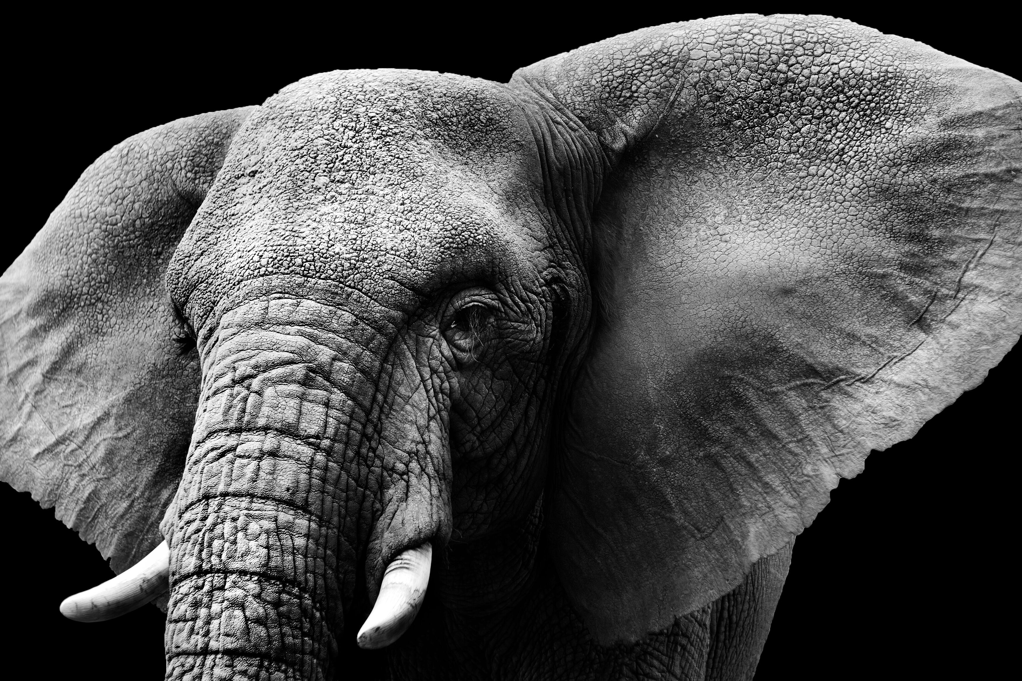 Surface Studio (Elephant)
