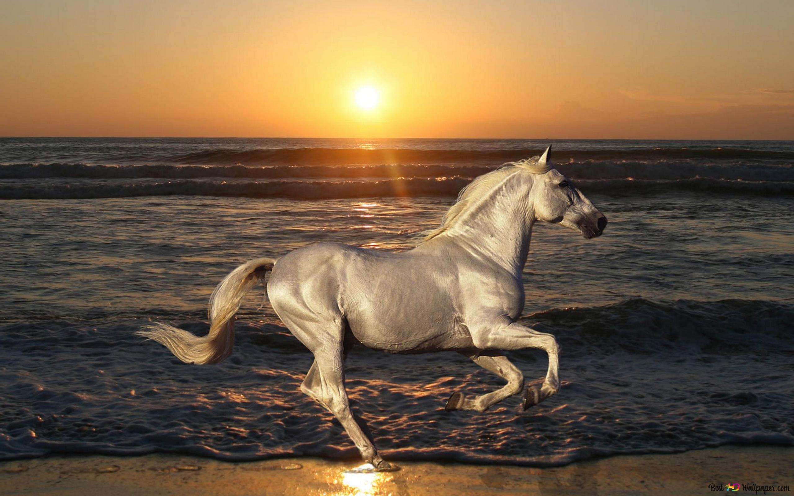 Horse running on the beach 4K wallpaper download