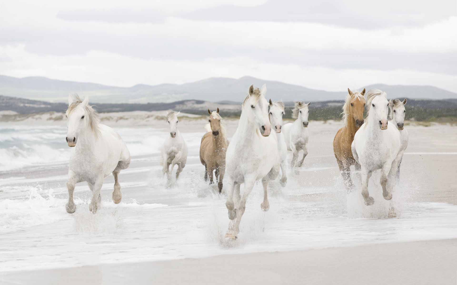 Horses beach running
