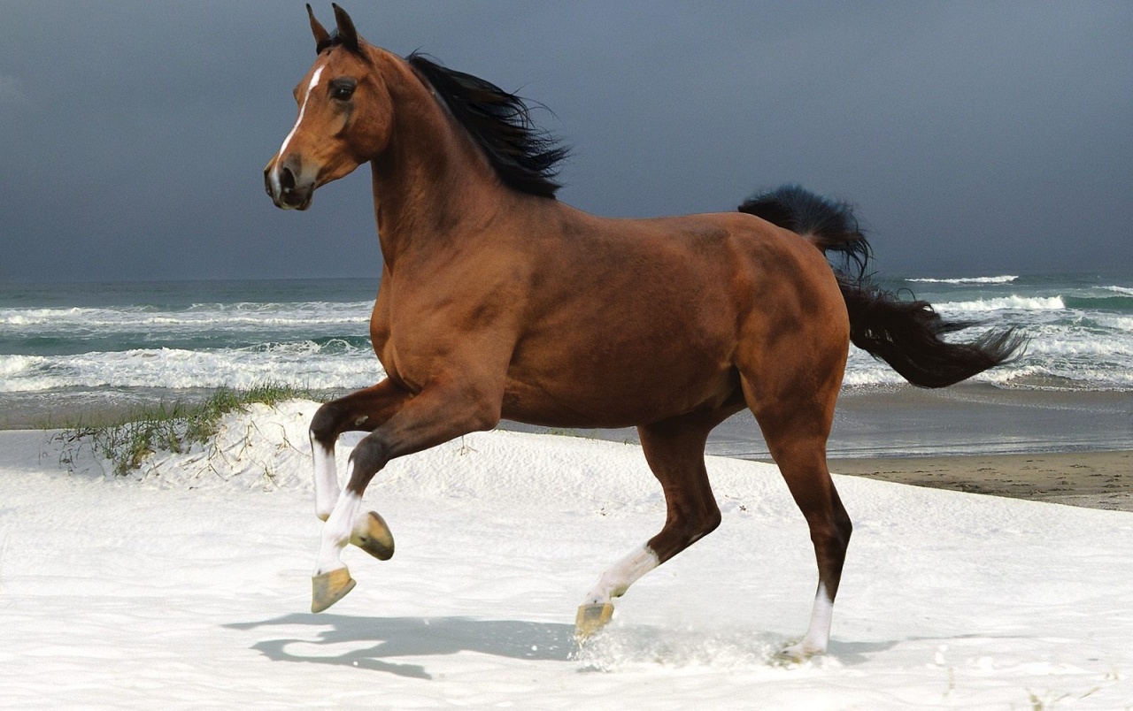 Horse on the beach wallpaper. Horse on the beach