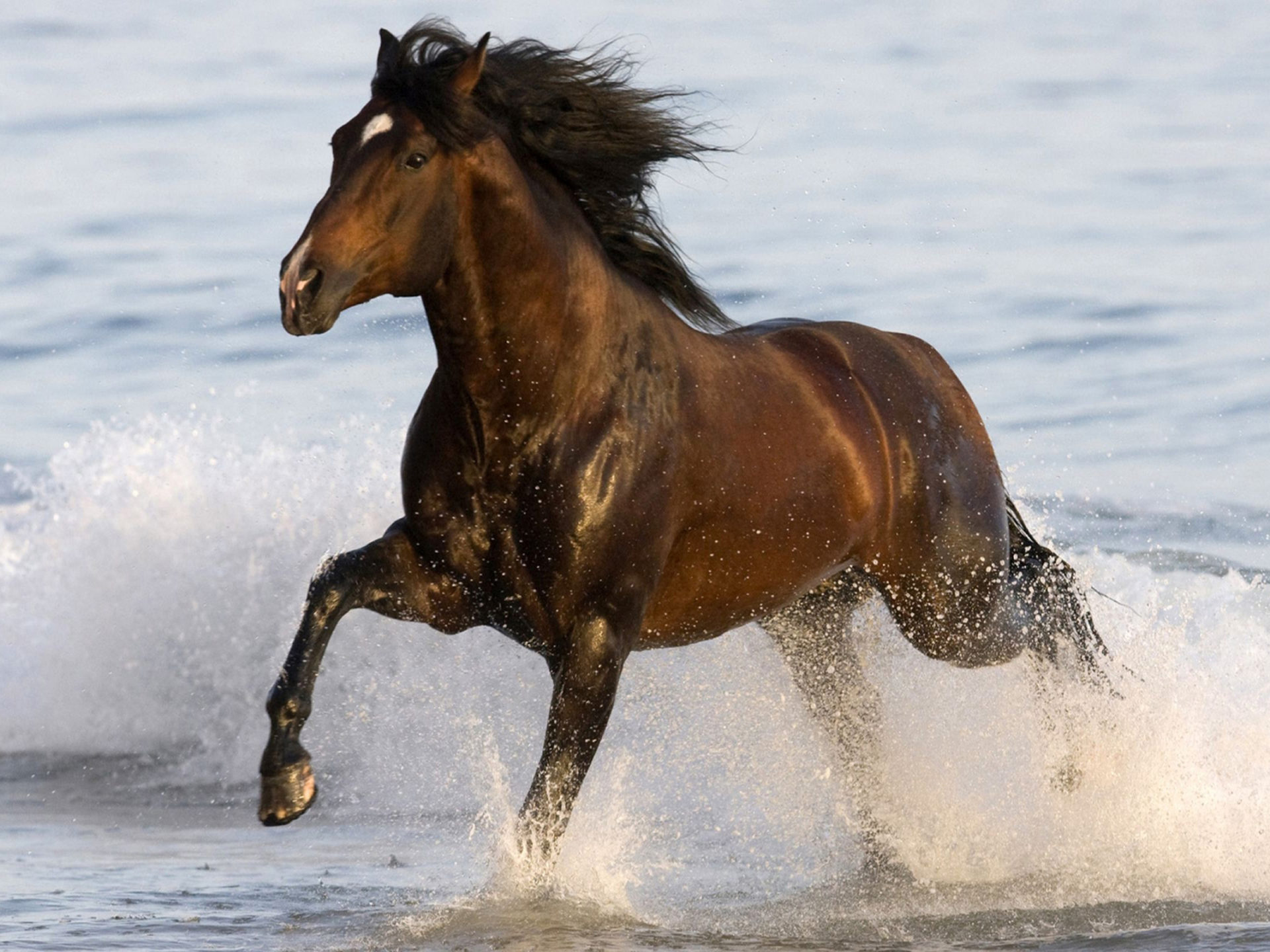 Animals Black Horse Beach Sea Water Desktop HD Wallpaper, Wallpaper13.com