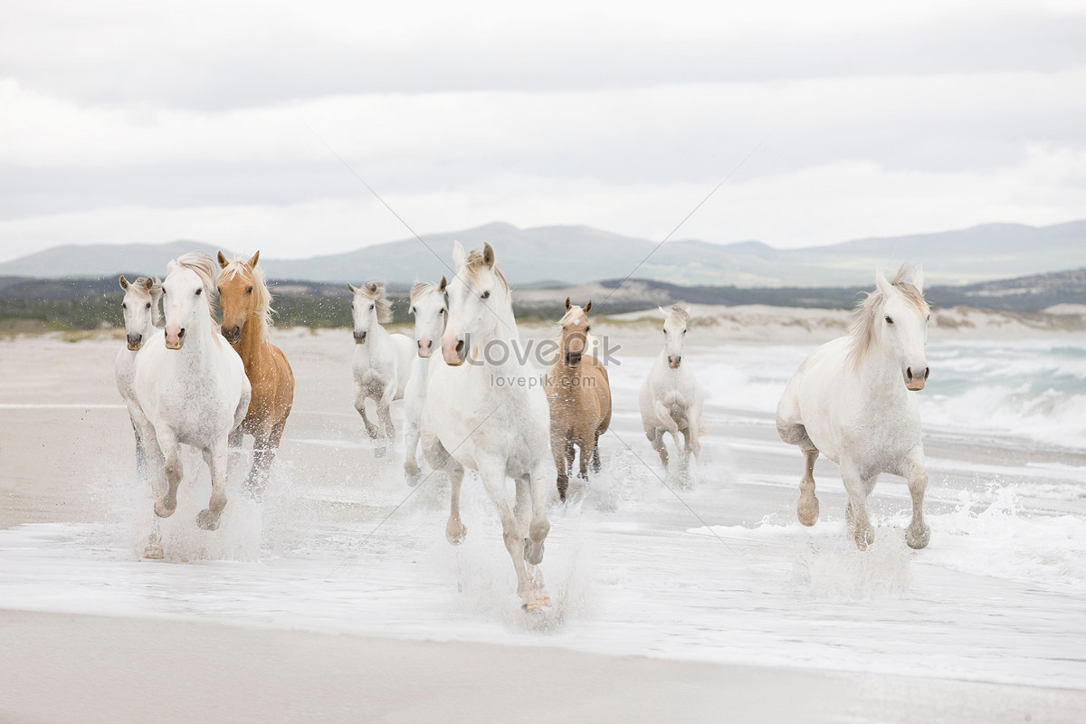 Horse On The Beach Picture And HD Photo. Free Download On Lovepik