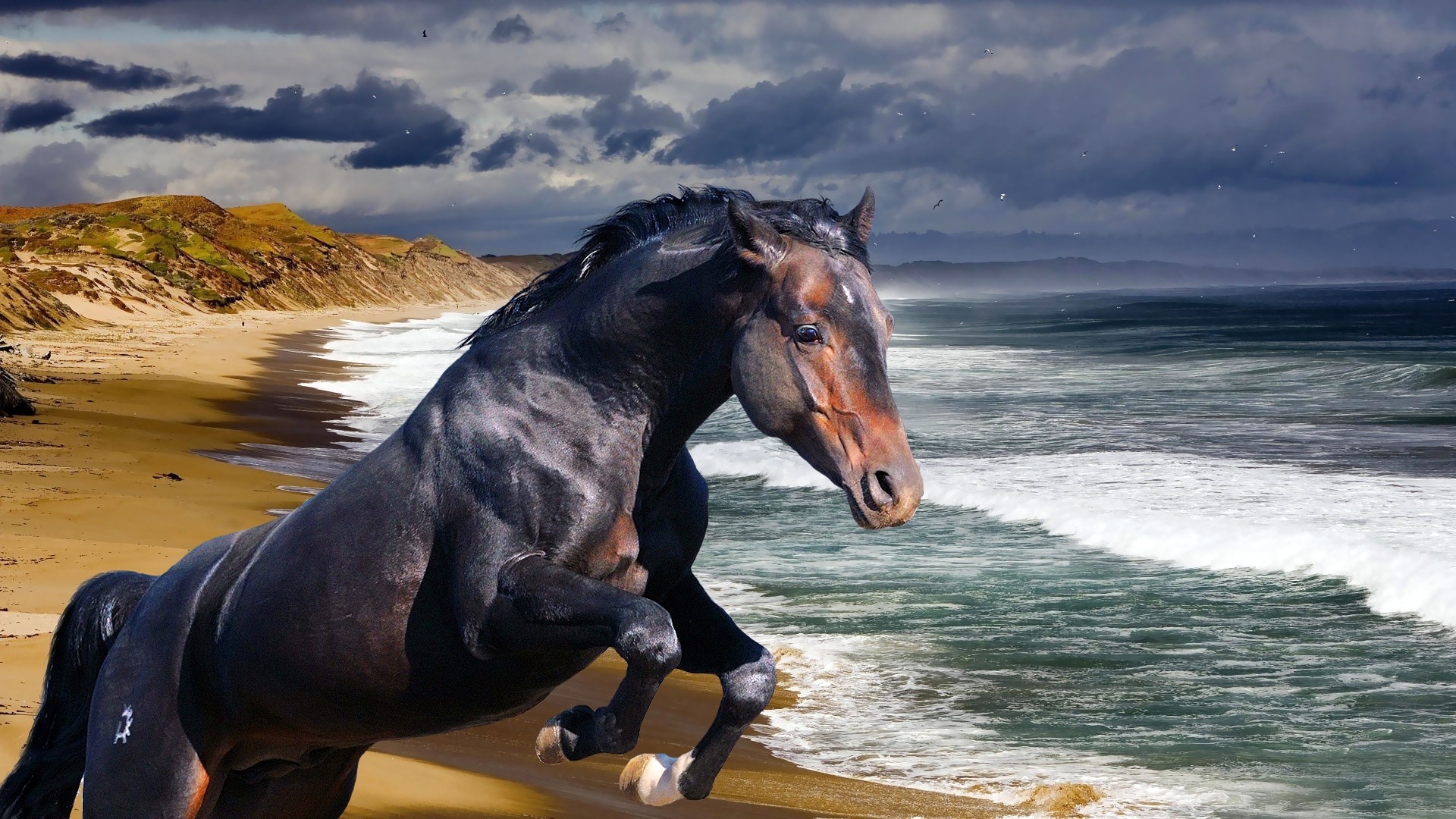 Wallpaper, sea, beach, wave, mare, mane, equestrianism, horse like mammal, stallion, mustang horse 1920x1080