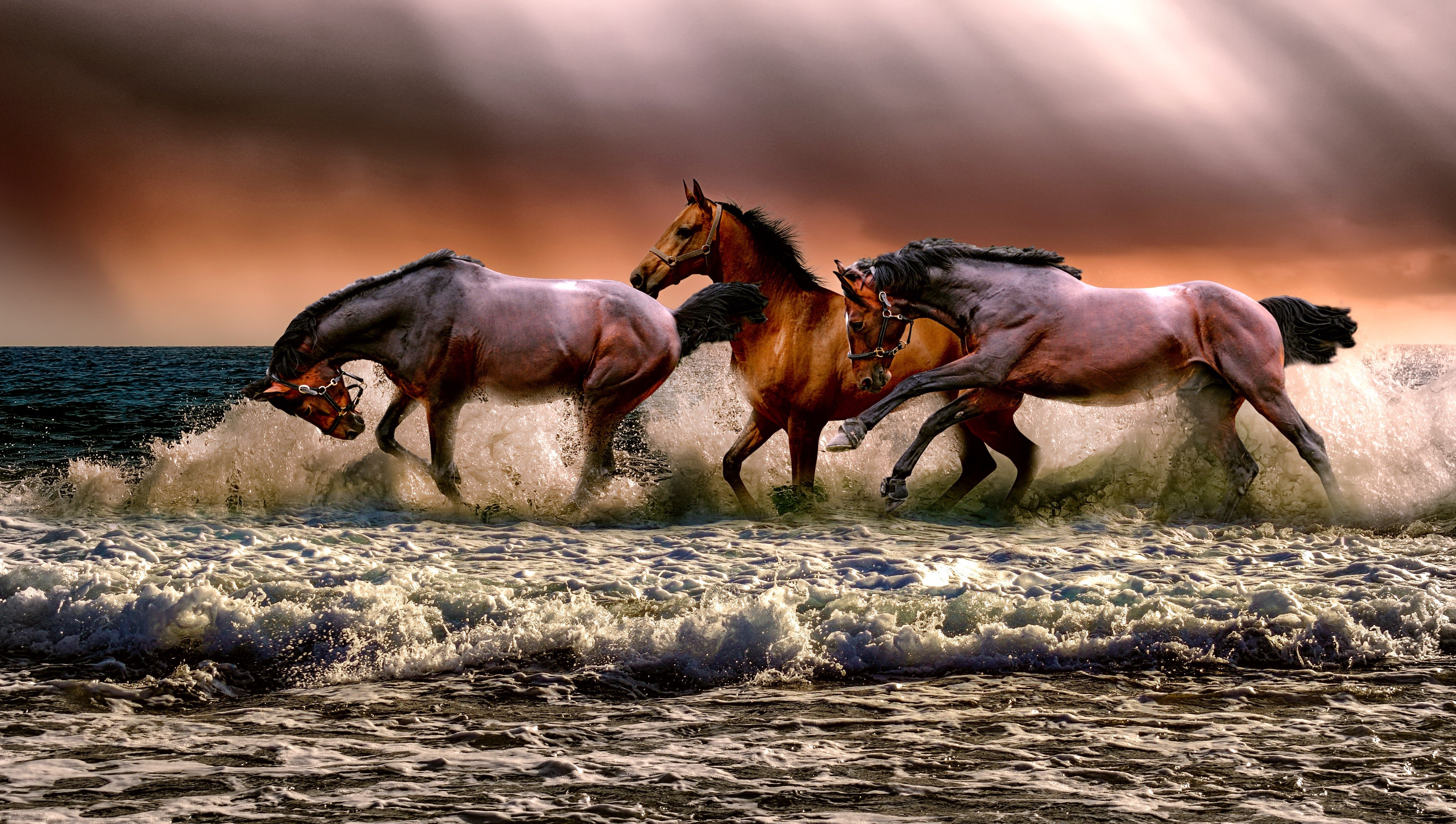 Horses on a beach [5000 x 2830]