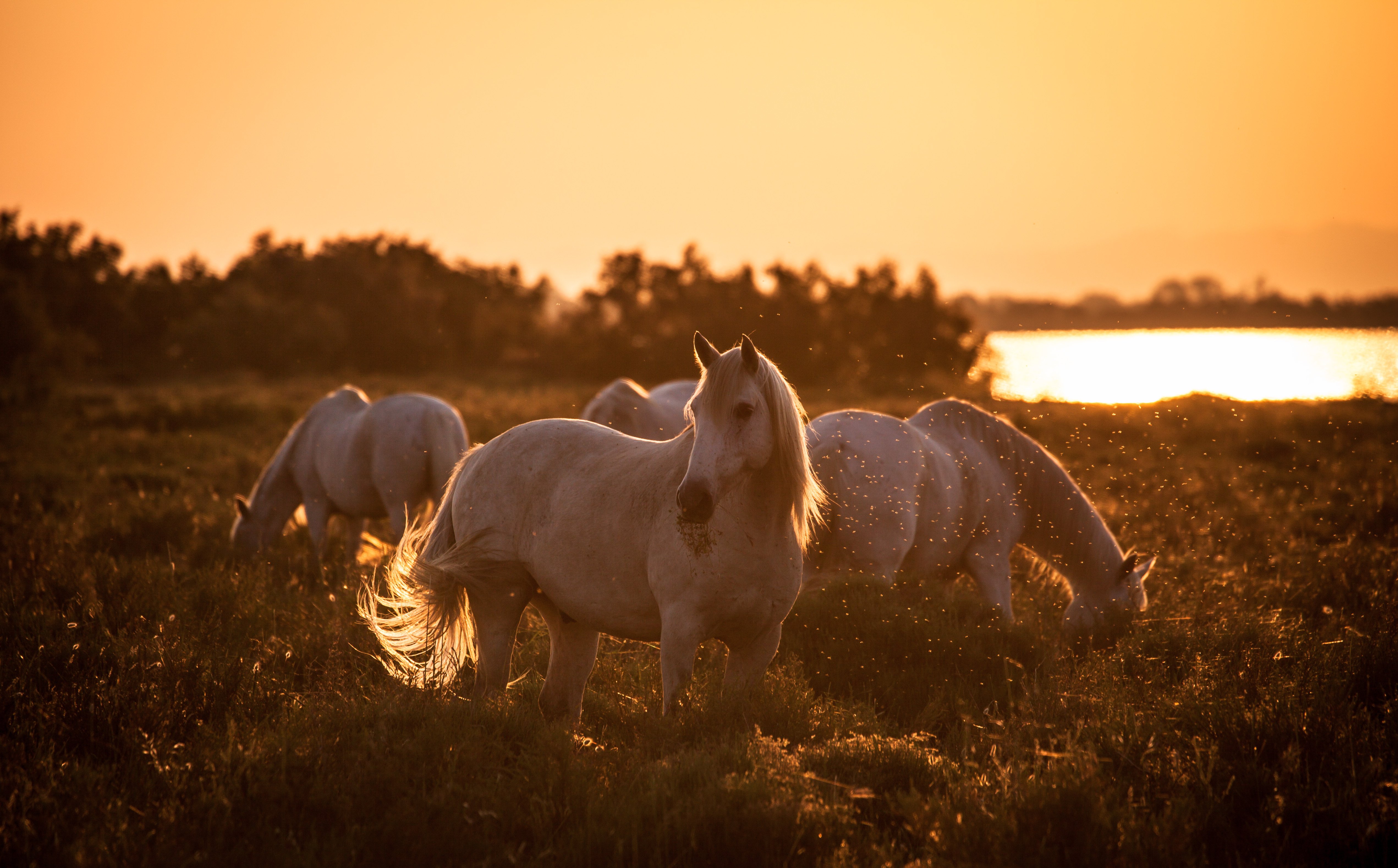 morning, Beach, River, Sunrise, Dawn, Horses, Horse Wallpaper HD / Desktop and Mobile Background