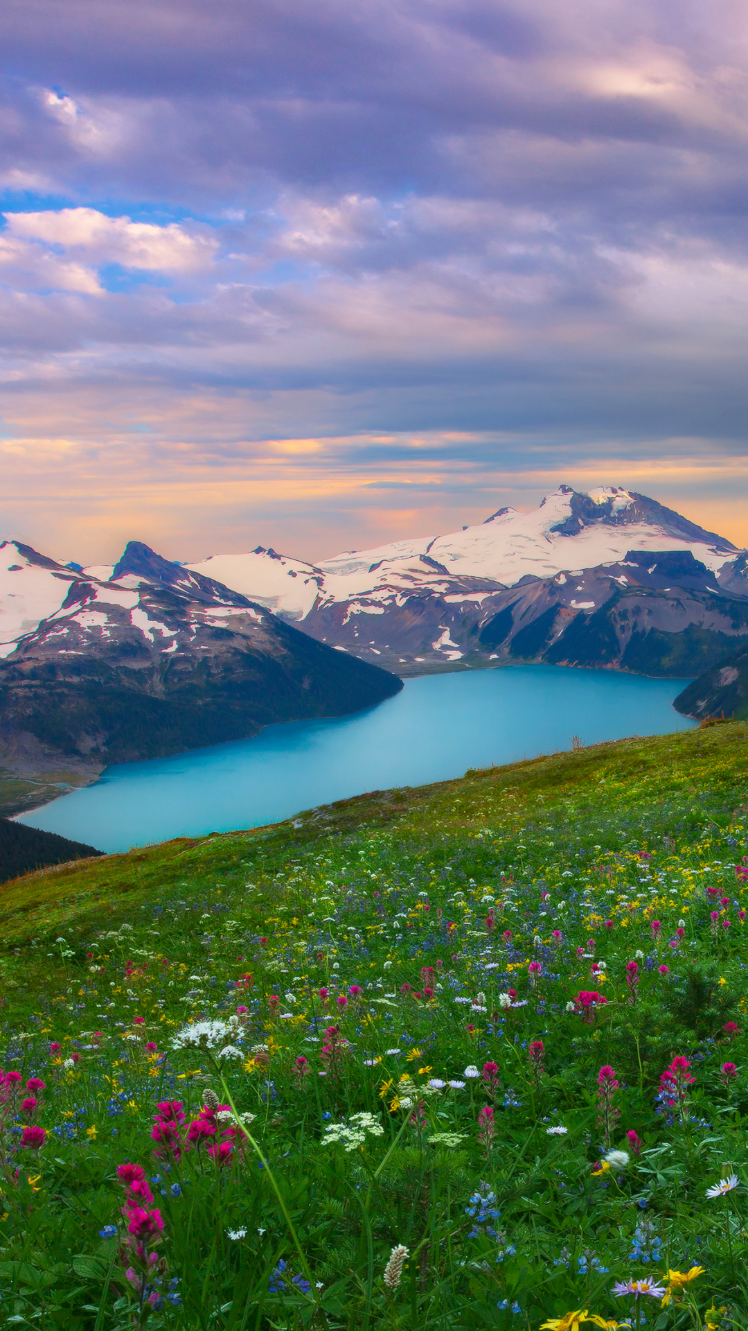 Flower Field in Mountain Landscape
