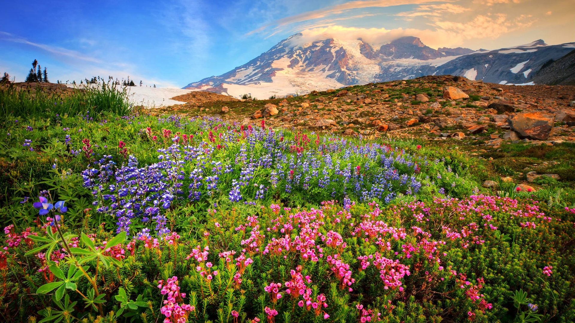 Spring Mountain Flowers Rocks Stones Snow Mountains Sky HD