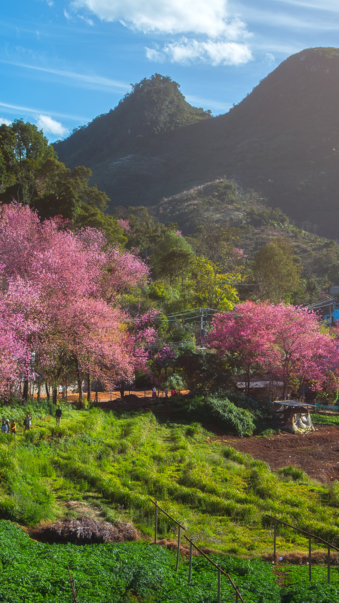 Desktop Wallpaper Thailand Fang City Spring Nature 1080x1920