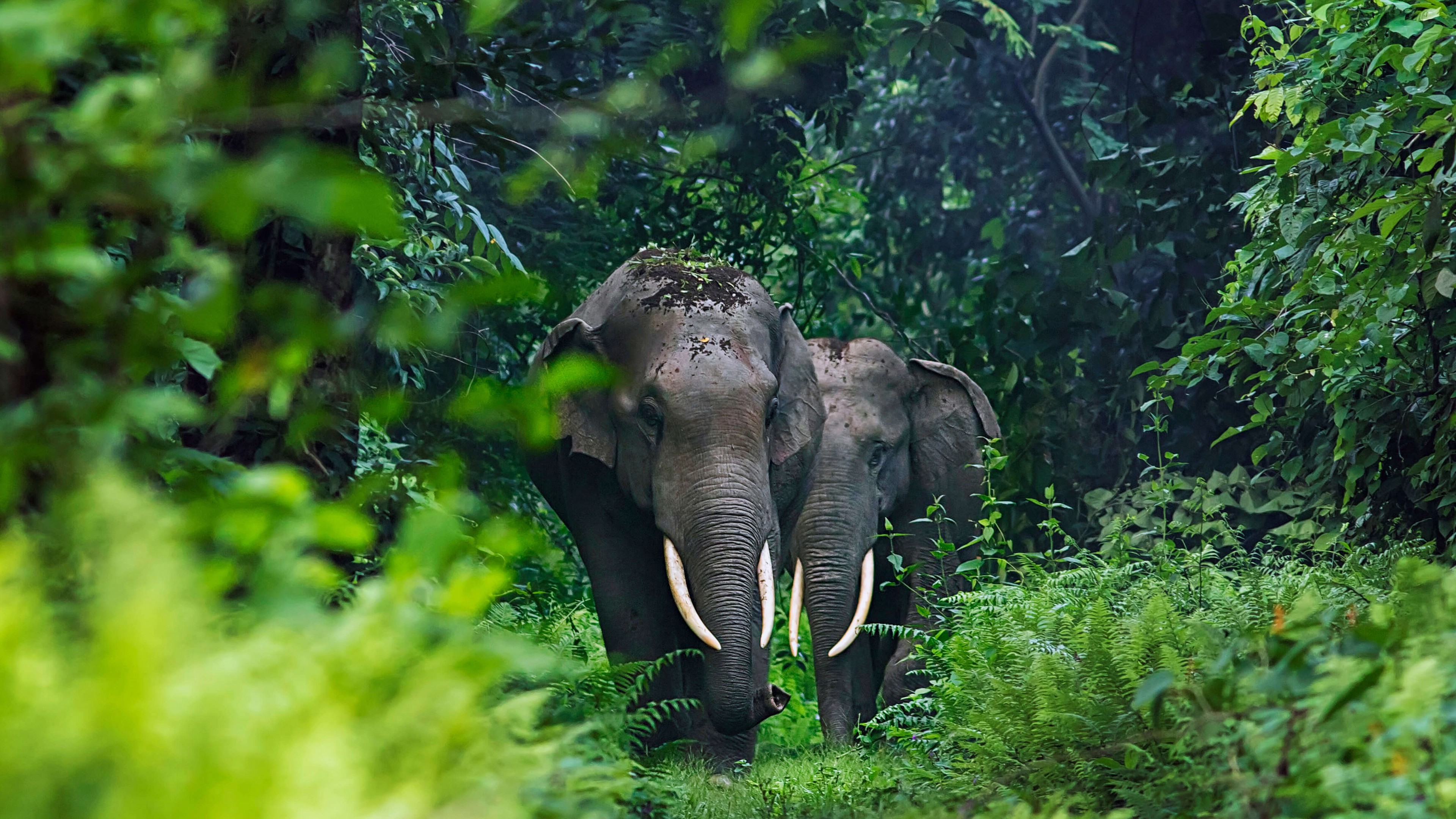 Elephant 4k Wallpapers Wallpaper Cave Elephant 4k Wallpapers Wallpaper Cave