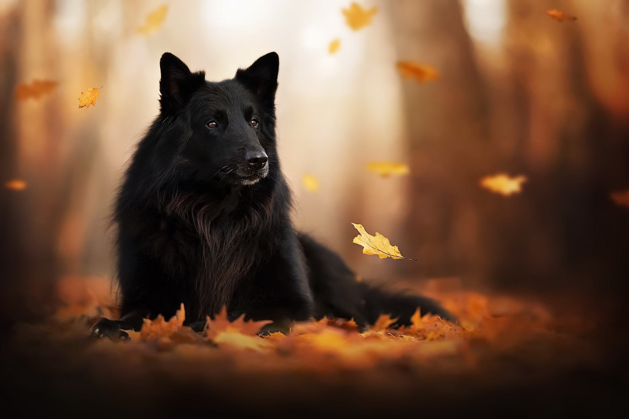 dog, Groenendael, animals, fall, mammals, leaves, outdoors Gallery HD Wallpaper