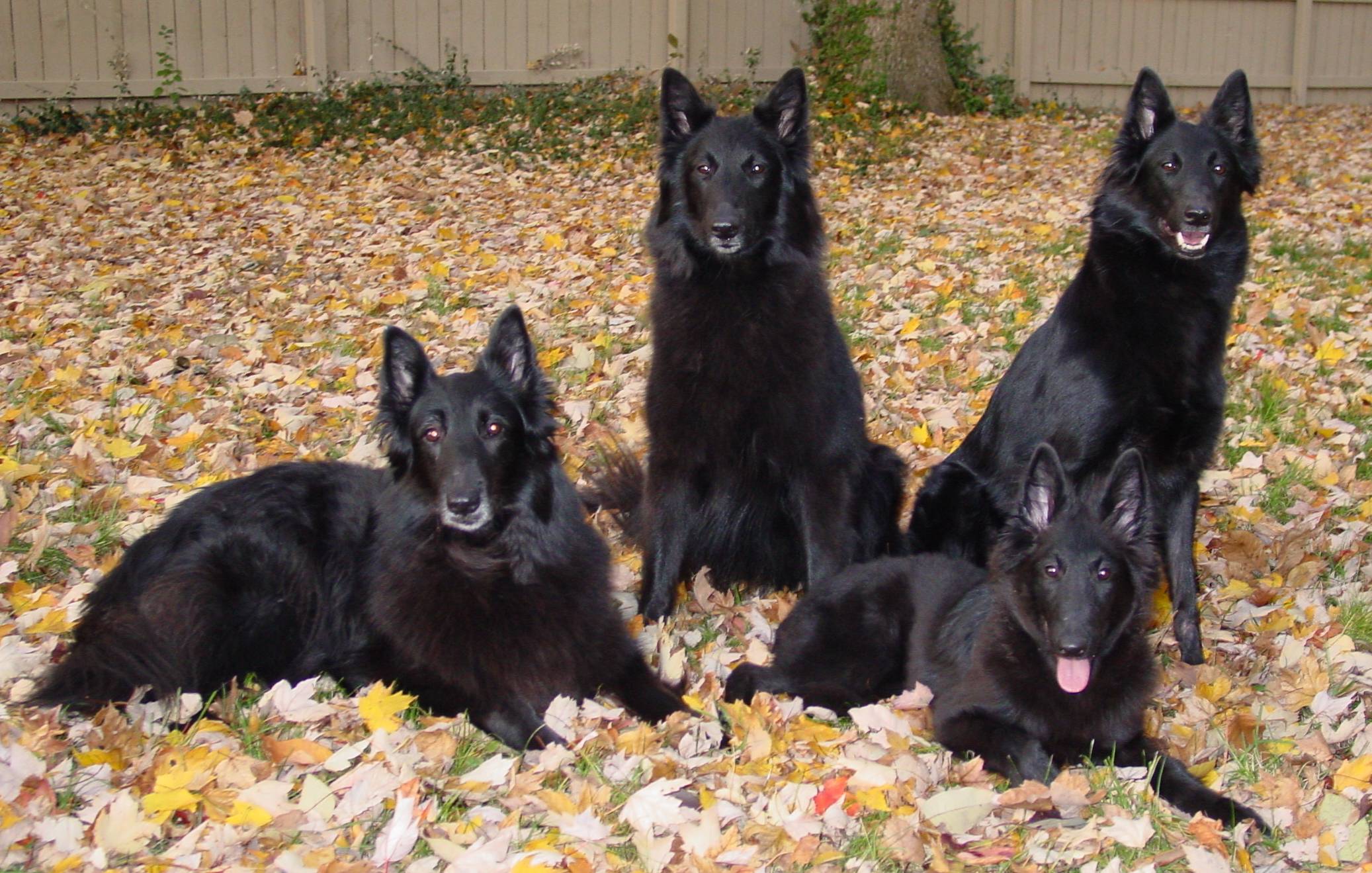 Four beautiful Belgian Shepherd Dogs (Groenendael) photo and wallpaper. Beautiful Four beautiful Belgian Shepherd Dogs (Groenendael) picture