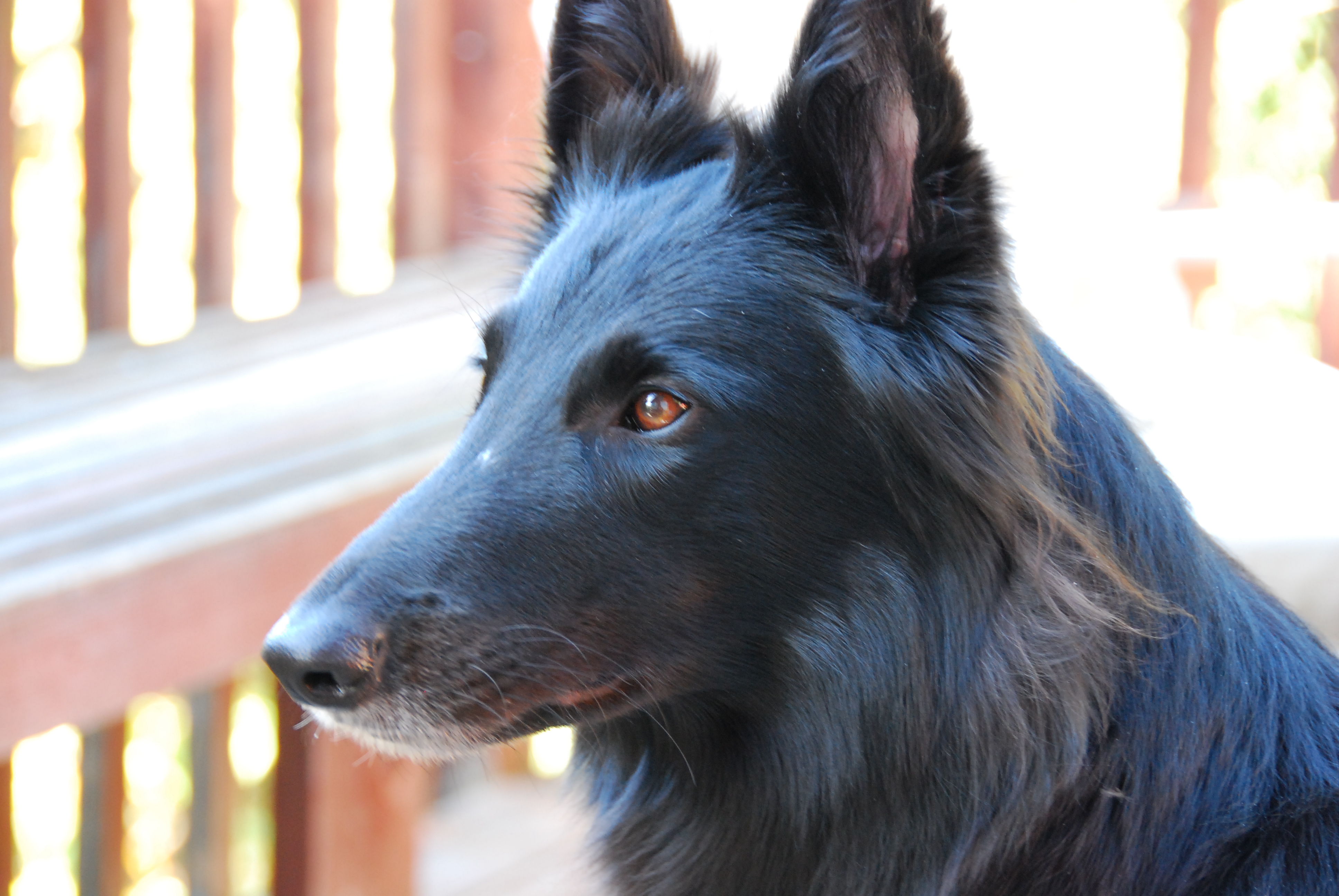 Belgian Shepherd Dog (Groenendael) face photo and wallpaper. Beautiful Belgian Shepherd Dog (Groenendael) face picture