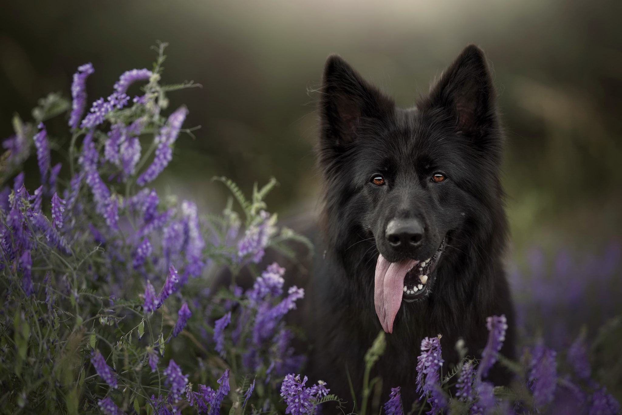 Belgian Shepherd HD Wallpaper