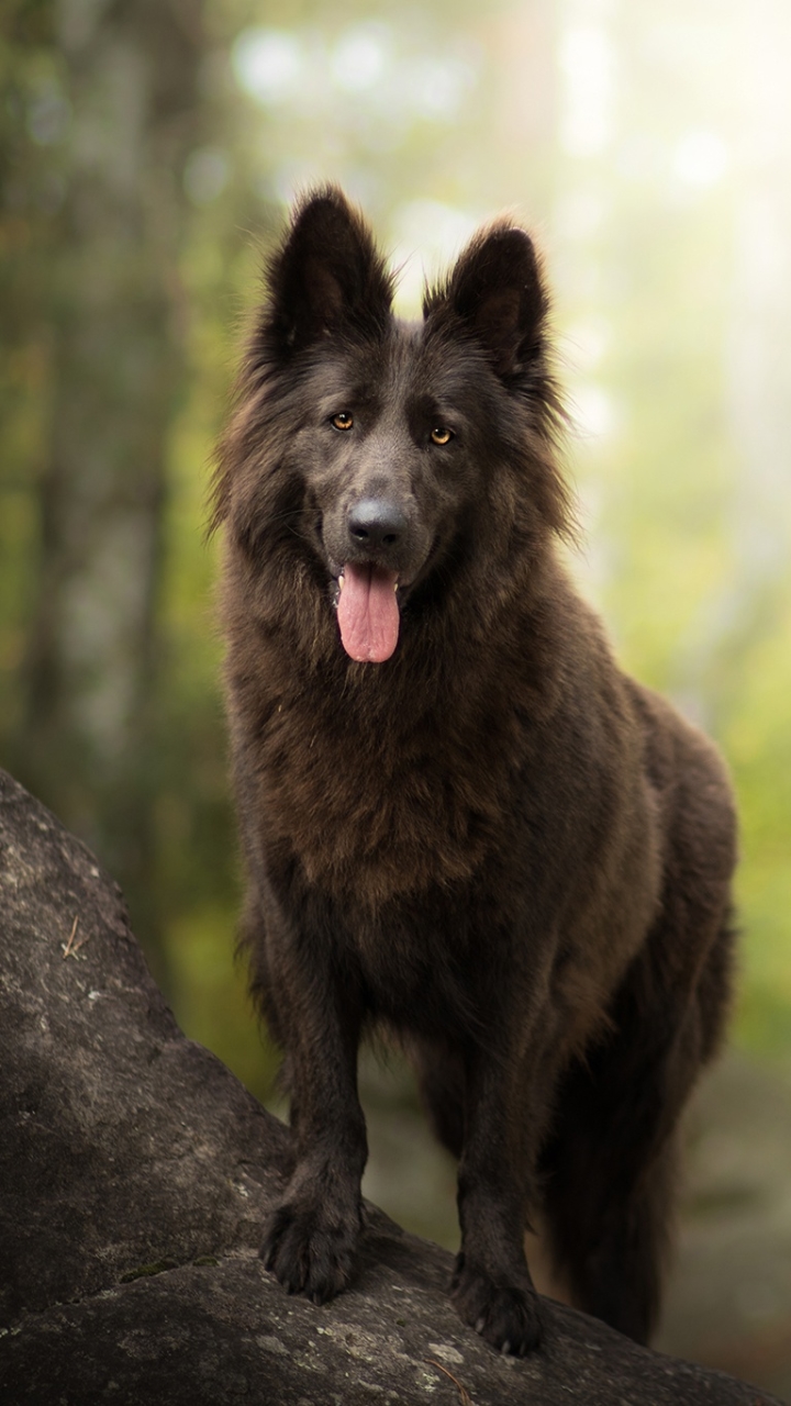 Download Belgian Shepherd wallpaper for mobile phone, free Belgian Shepherd HD picture