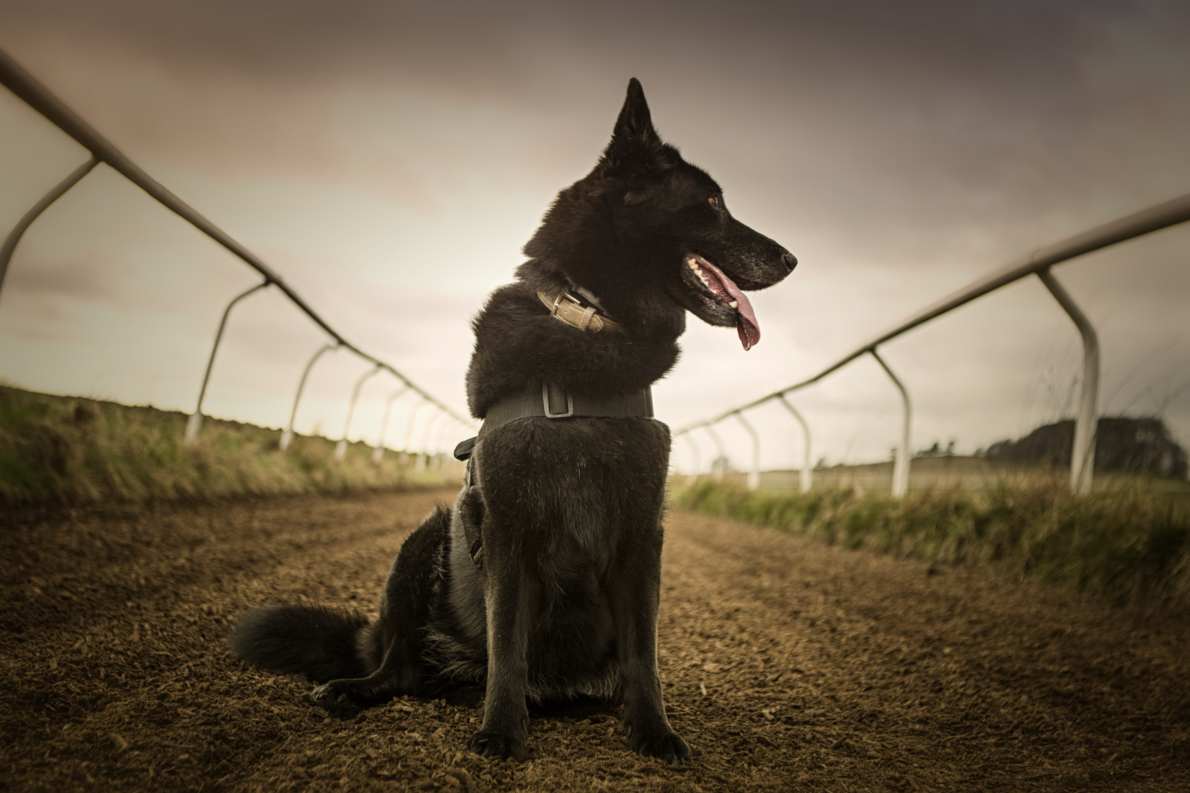 Wallpaper, dog, blackdog, shepherddog, belgianshepherd, germanshepherd, groenendael, bigdog, racecourse, horseracing 4556x3037