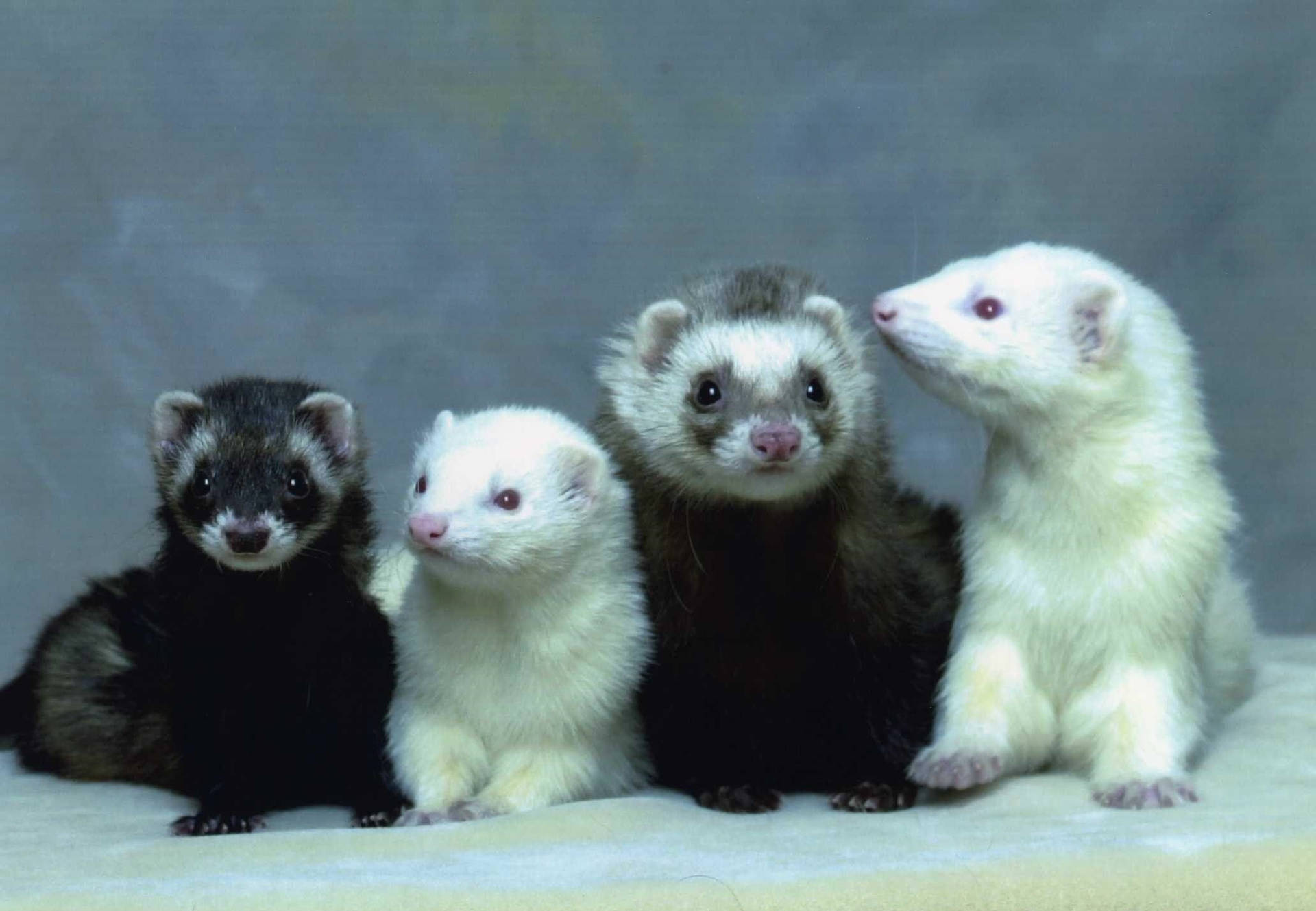 Download White Black Baby Ferrets Wallpaper