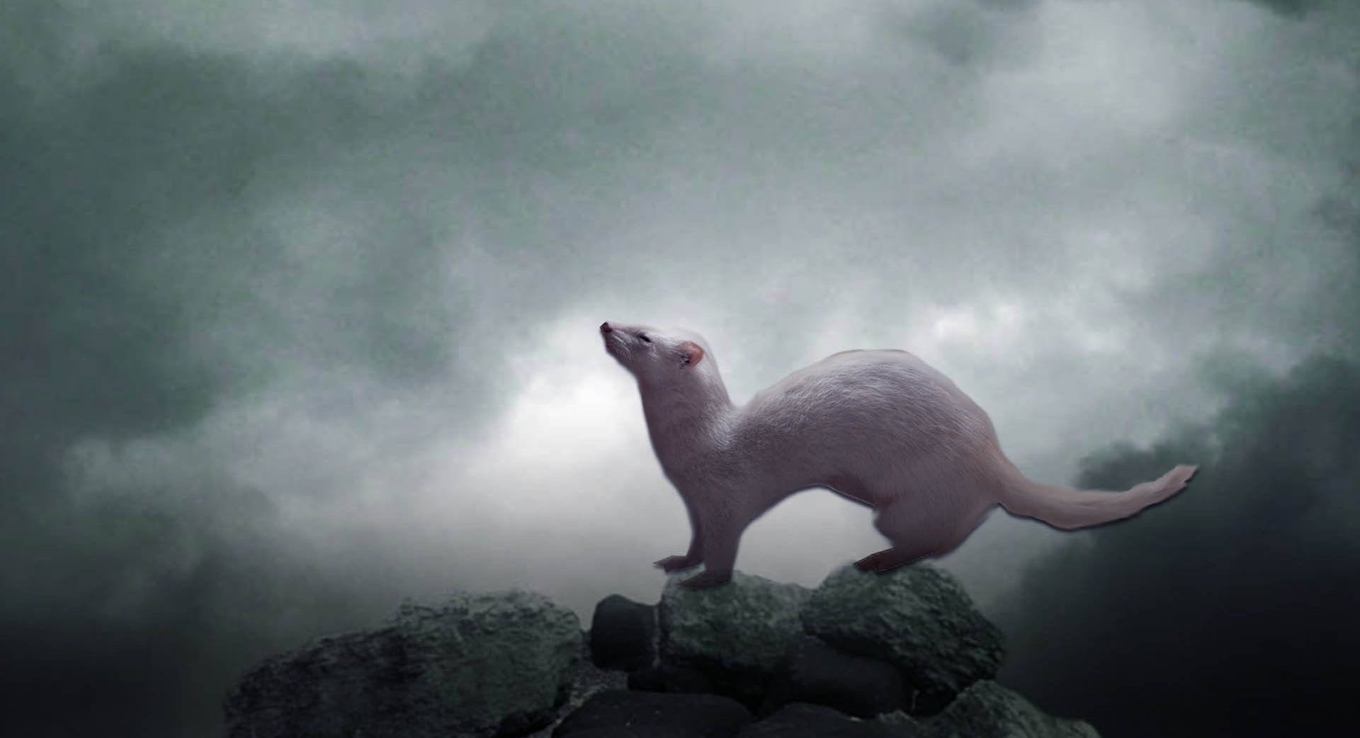 Download Albino Ferret Art Wallpaper