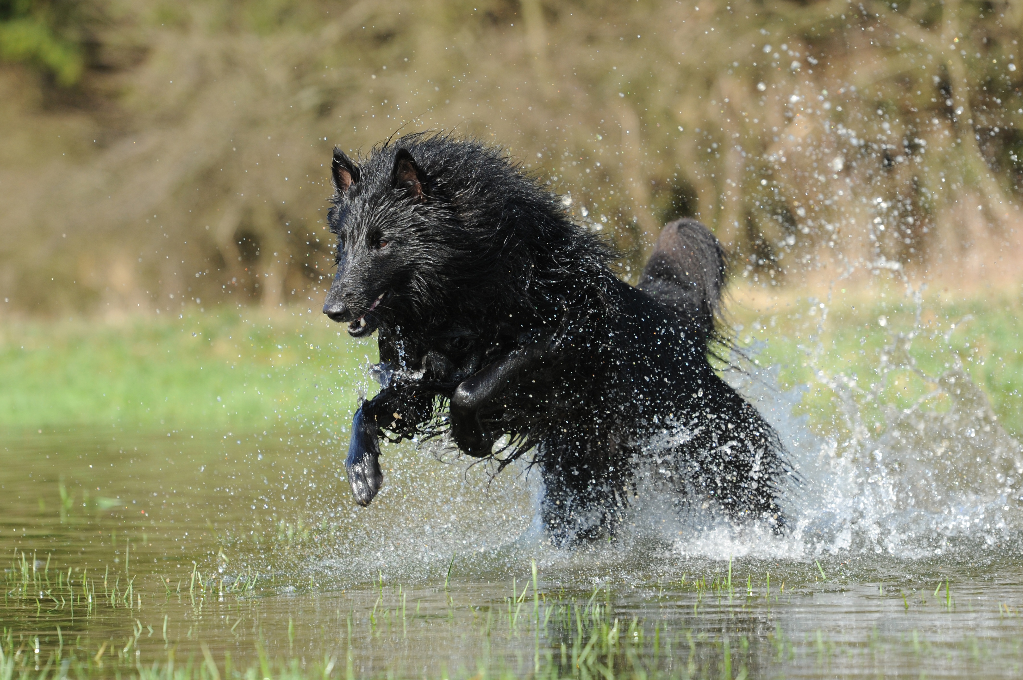 Belgian Shepherd, Dog, Pet, Splash