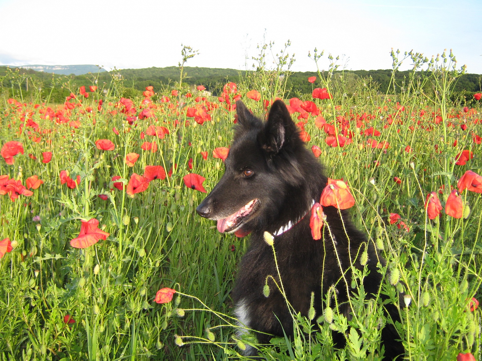 Belgian Shepherd Dog (Groenendael) and poppy photo and wallpaper. Beautiful Belgian Shepherd Dog (Groenendael) and poppy picture