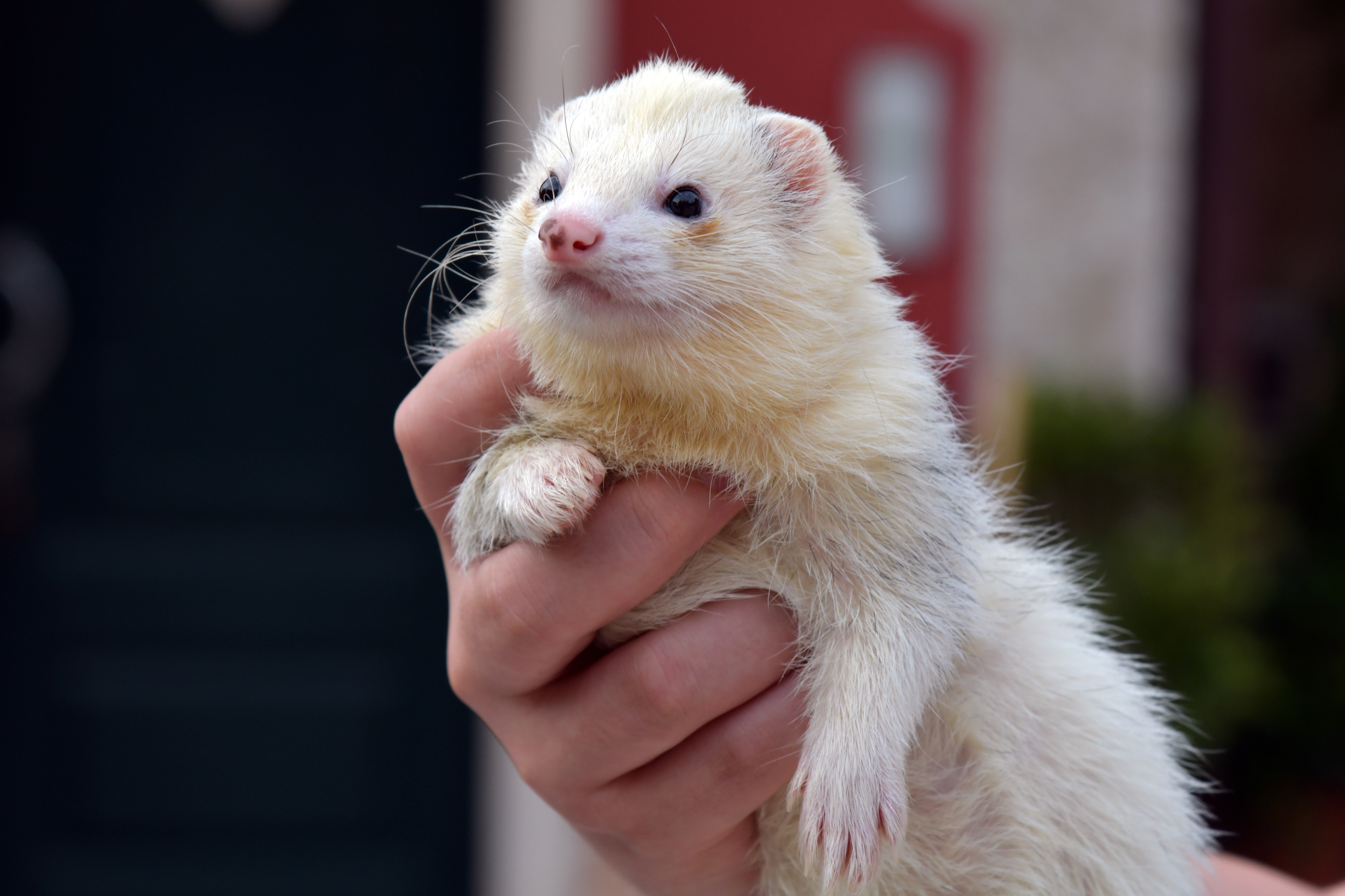Ferret Photo, Download The BEST Free Ferret & HD Image