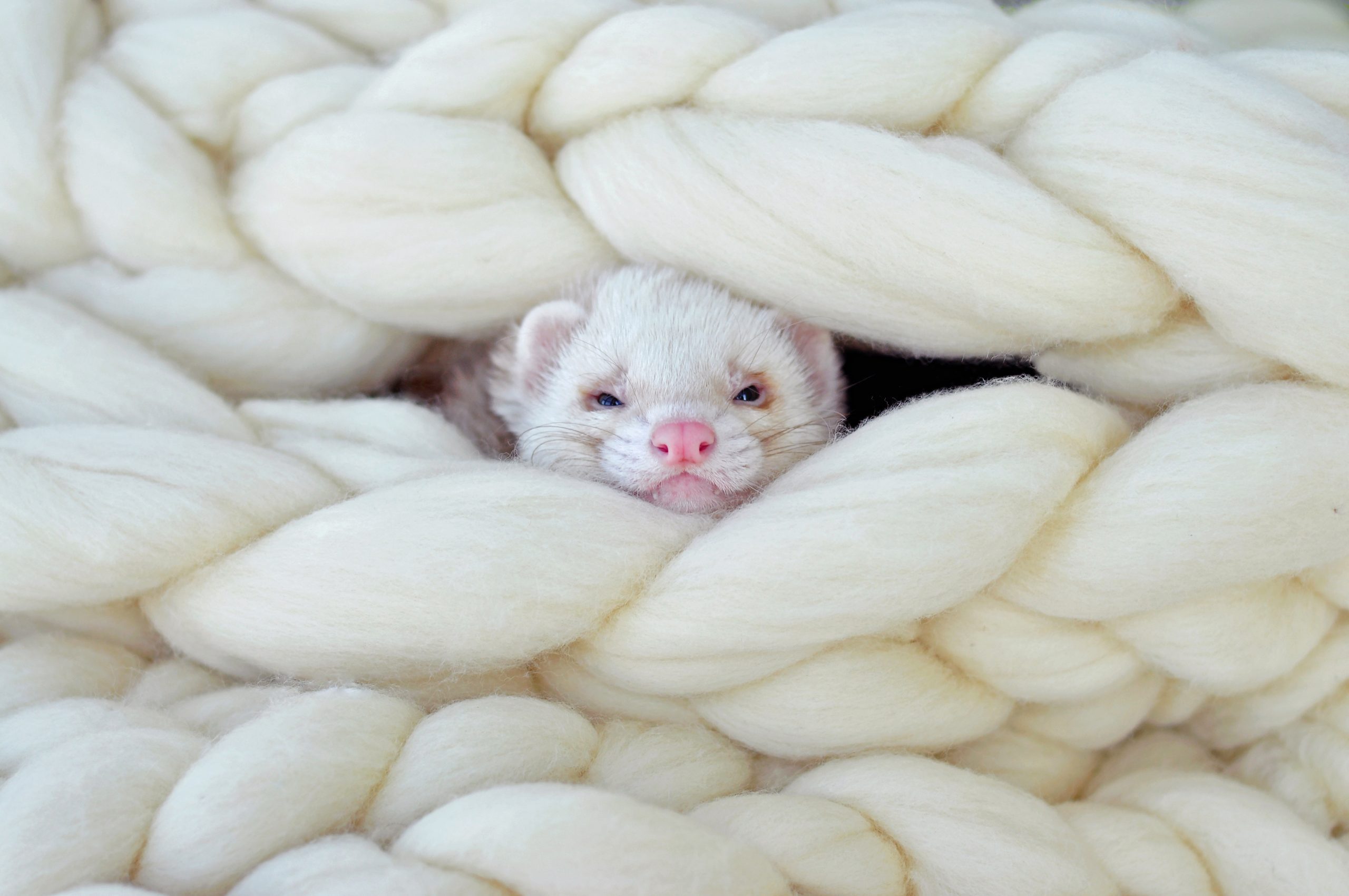 Cute Ferret Photo You Need to See​. Reader's Digest