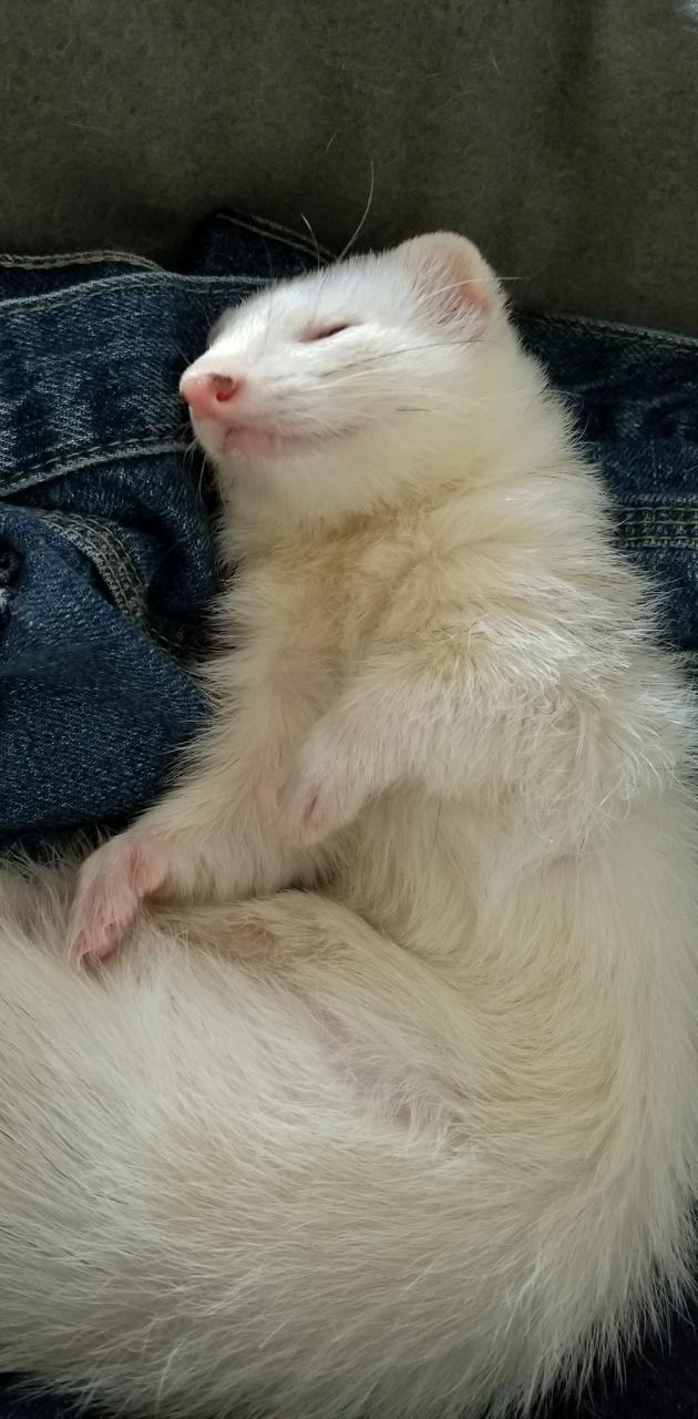 FERRETS wallpaper