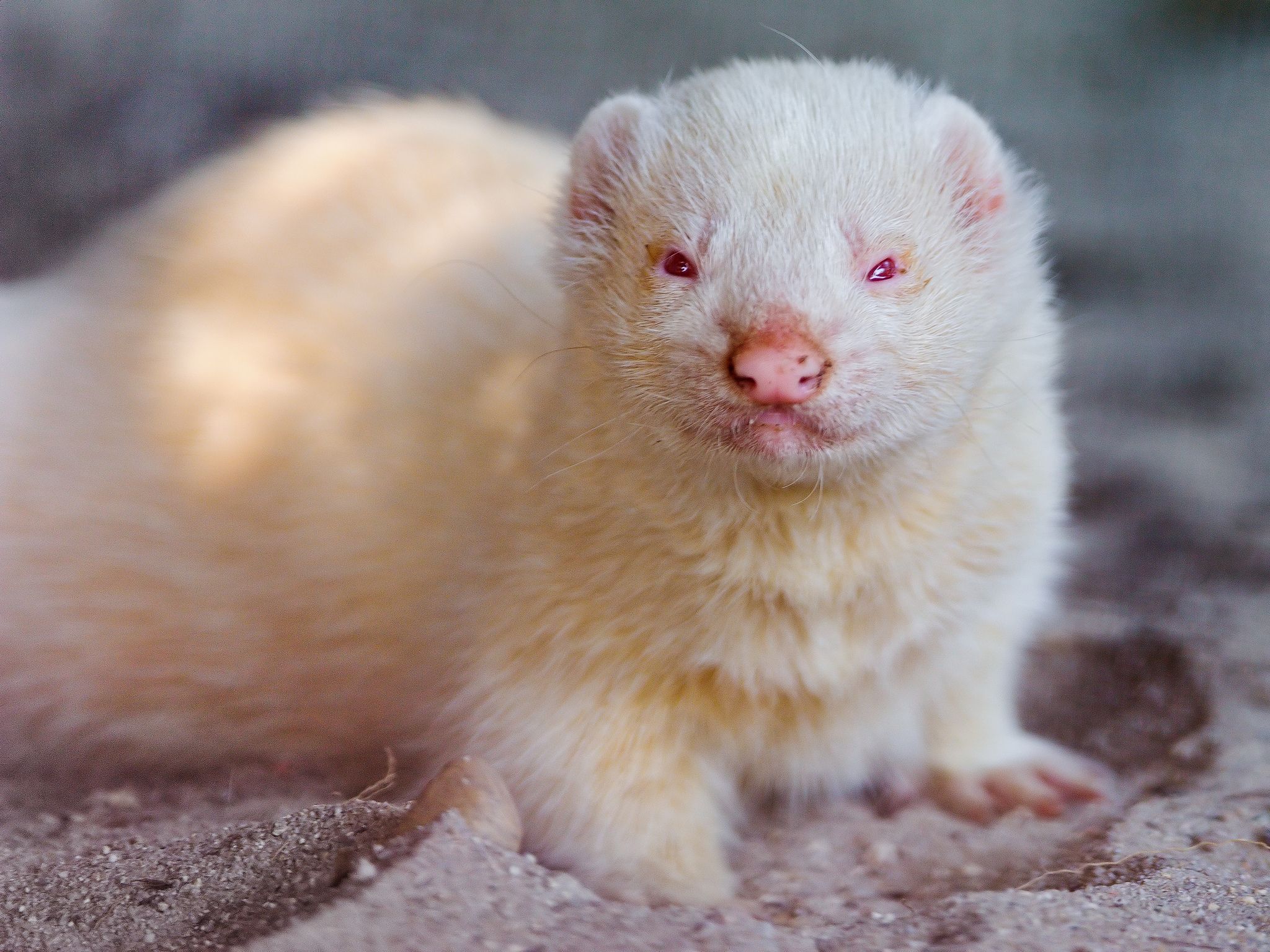 Cute albino ferret. Albino animals, Rare albino animals, Pet shark