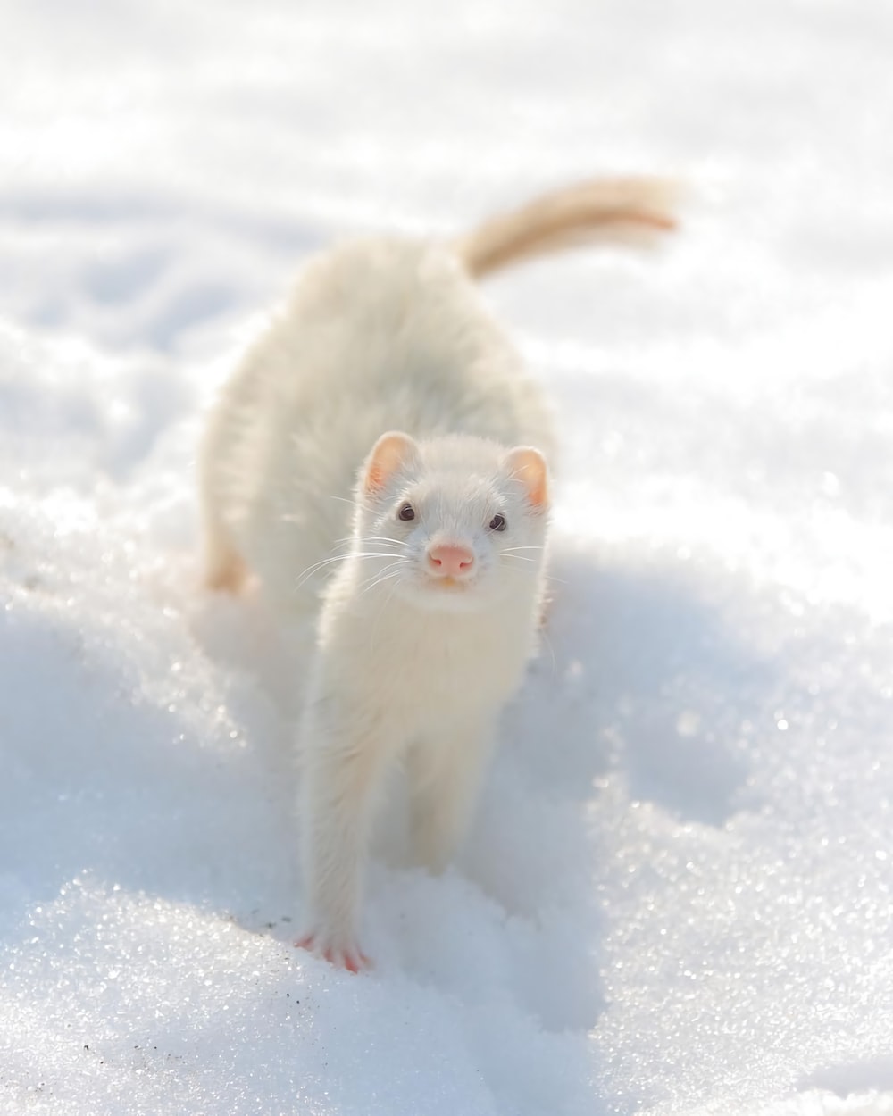 30,Ferret Picture. Download Free Image