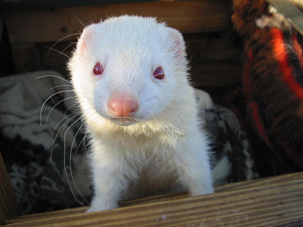 Free download Albino Ferret wallpaper [1024x768] for your Desktop, Mobile & Tablet. Explore Black Footed Ferret Wallpaper. Black Cheetah Background, Black Swan Wallpaper, Ferret Wallpaper