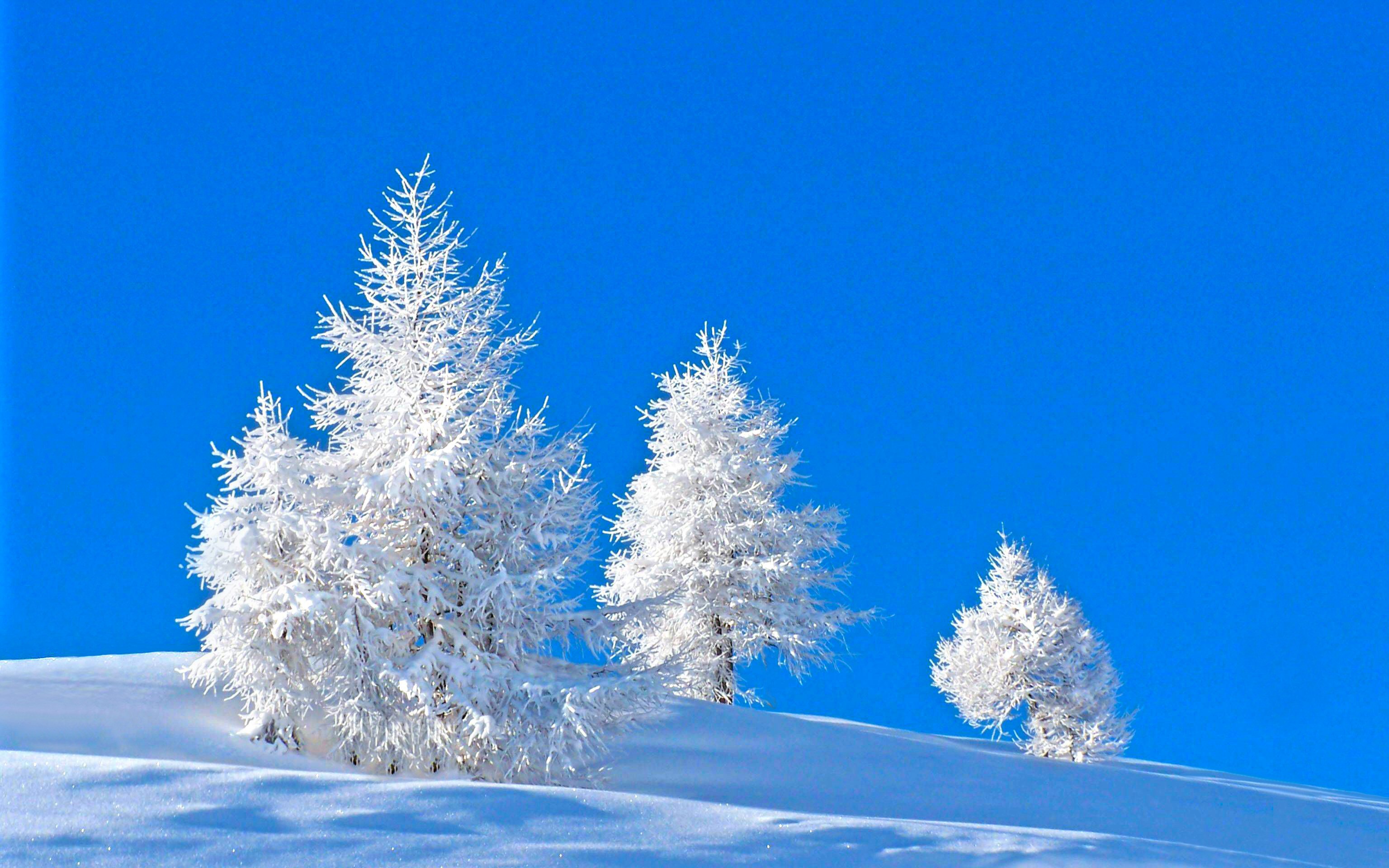 Frost Covered Spruce On A Blue Background In Winter Desktop Wallpaper 1280x800