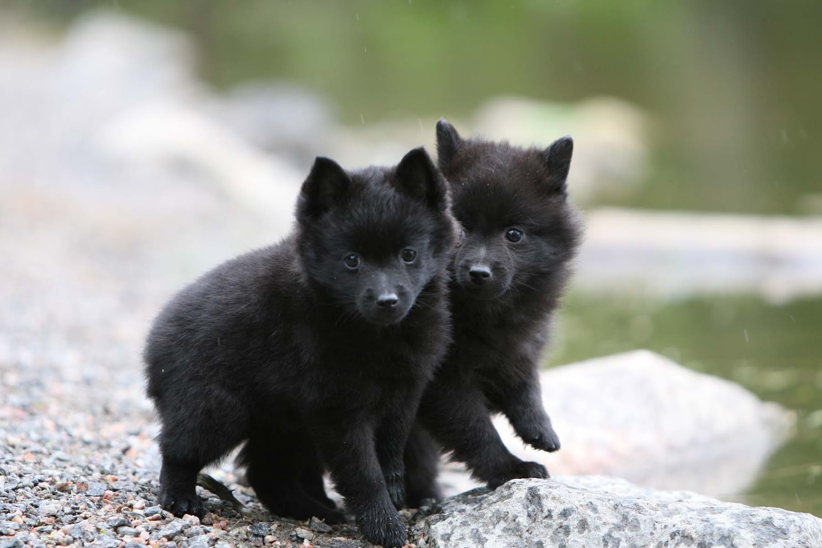 Schipperke puppies photo and wallpaper. Beautiful Schipperke puppies picture